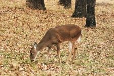 Young White-tail Deer In Fall