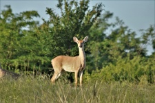 Young White-tail Deer In Field