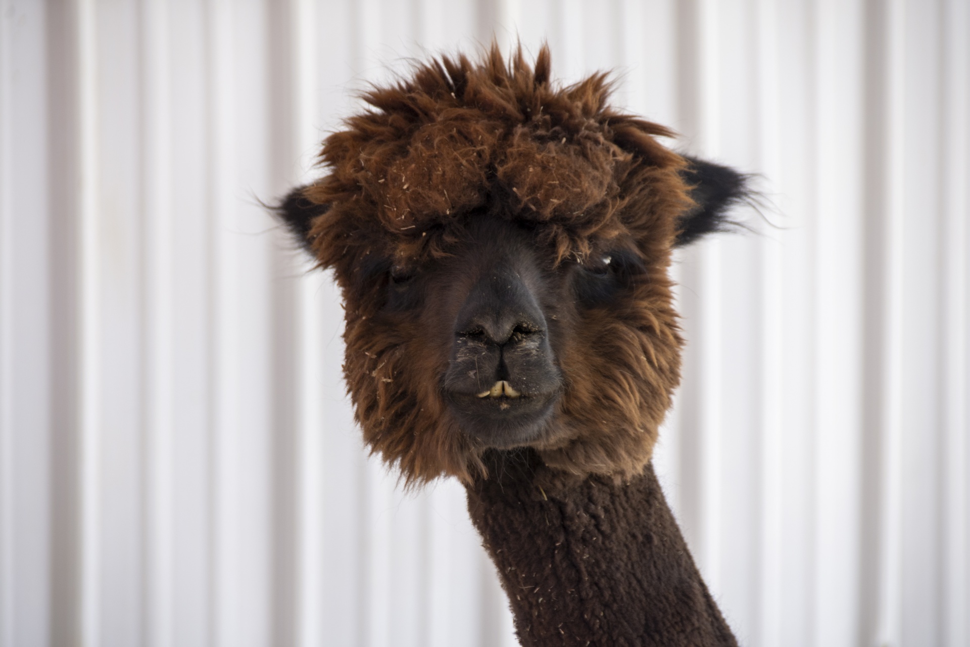 face of an alpaca