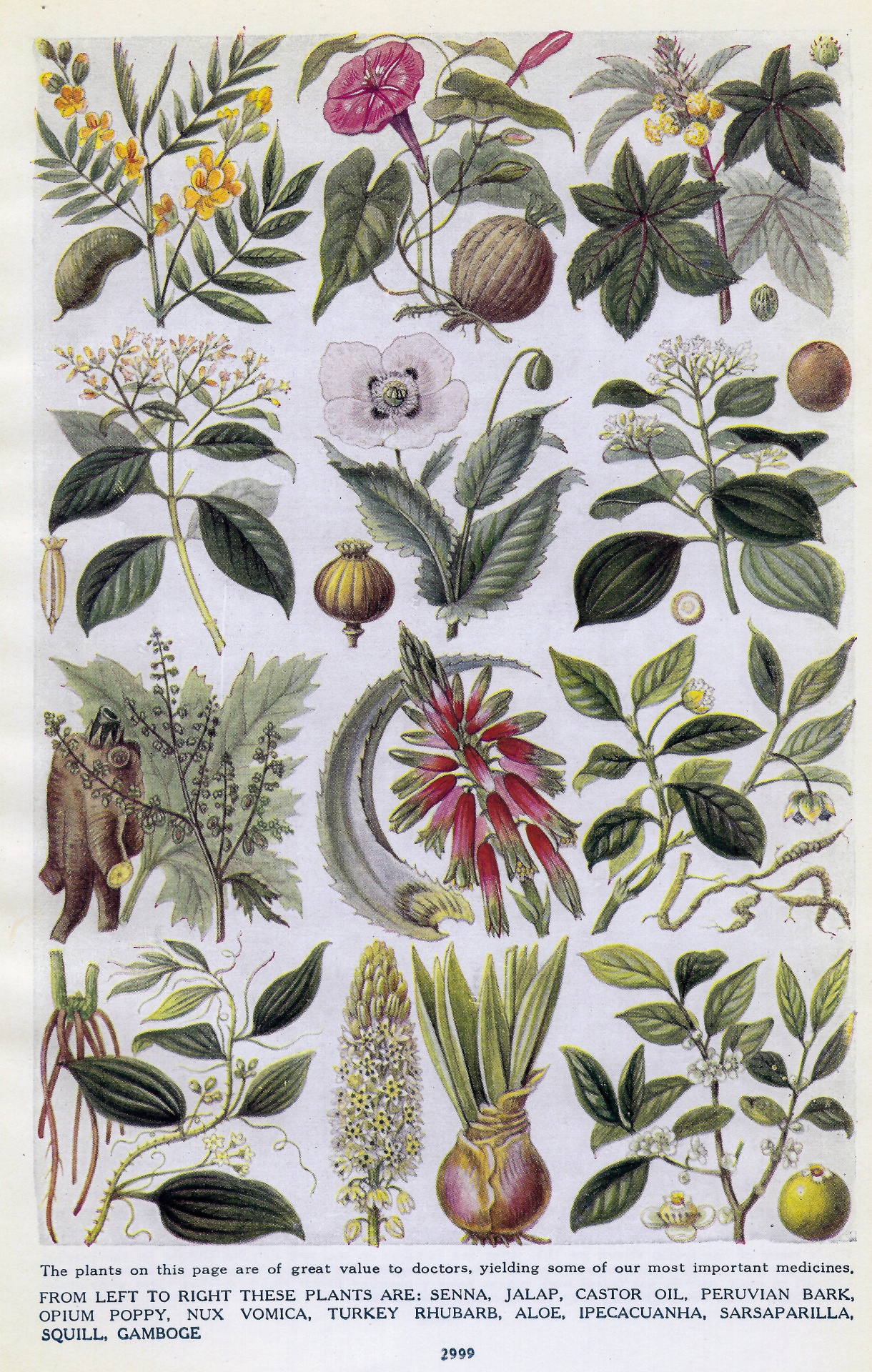 Antique Medicinal Plants