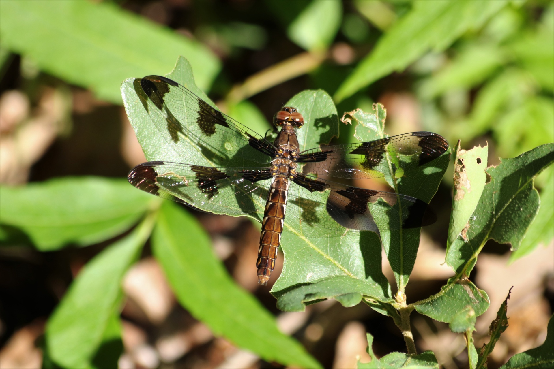 Close-up of a banded pennant dragonfly on a green leaf.