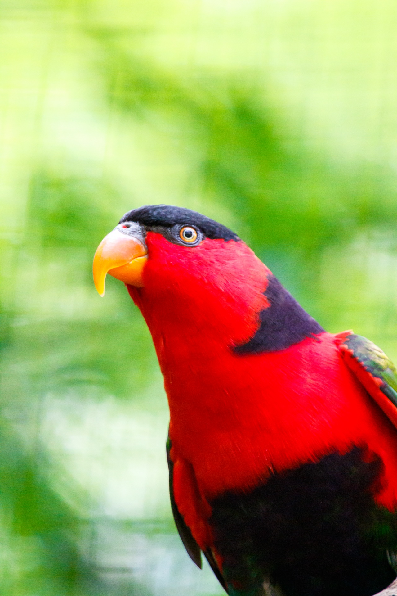 Black head, red neck, green wings, orange beak bird