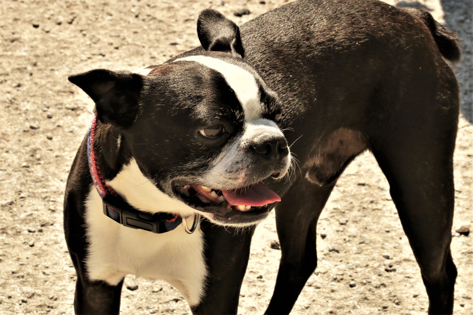 Close-up of a Boston terrier dog.