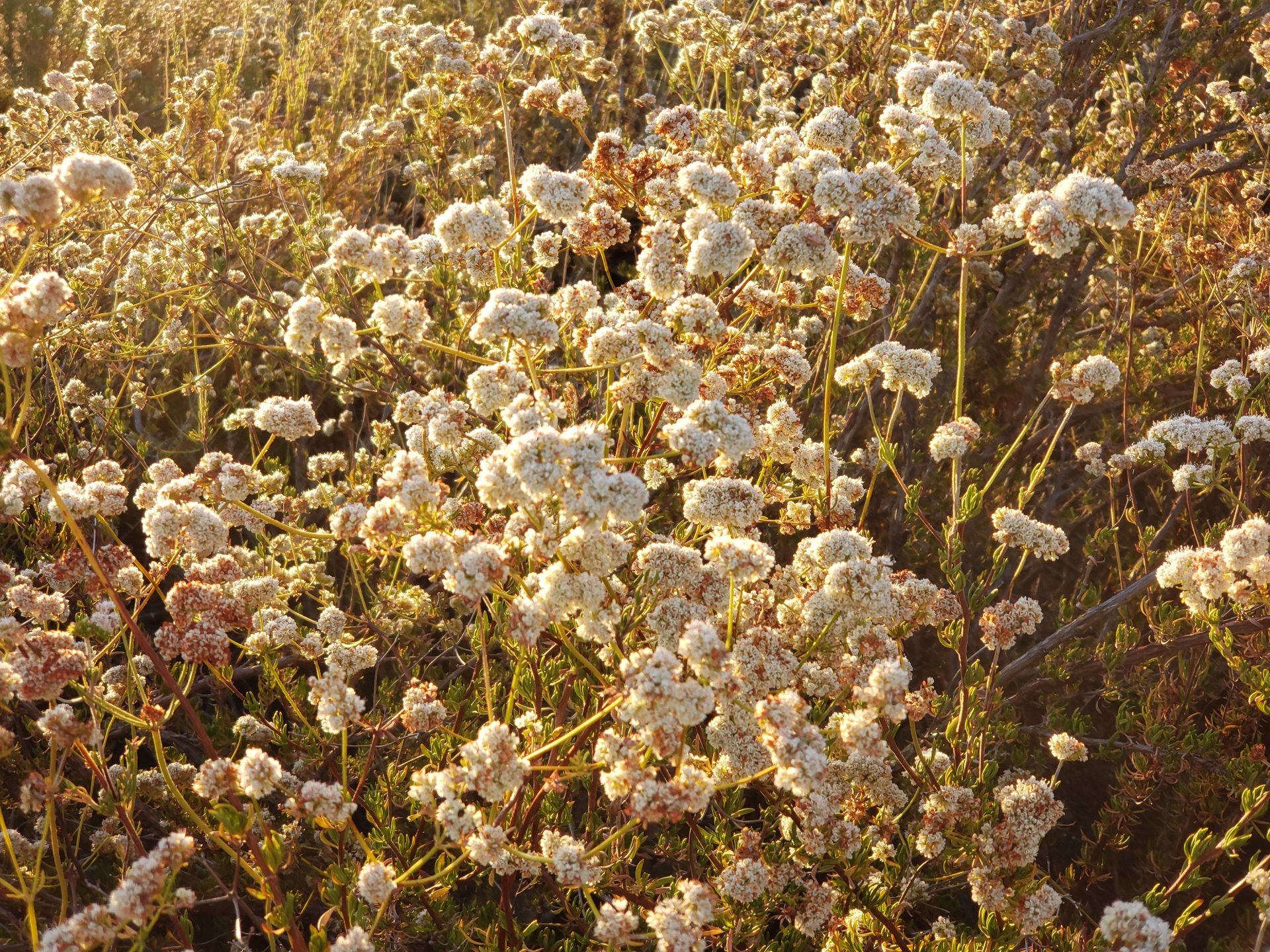 Buckwheat Flowers Free Stock Photo Public Domain Pictures