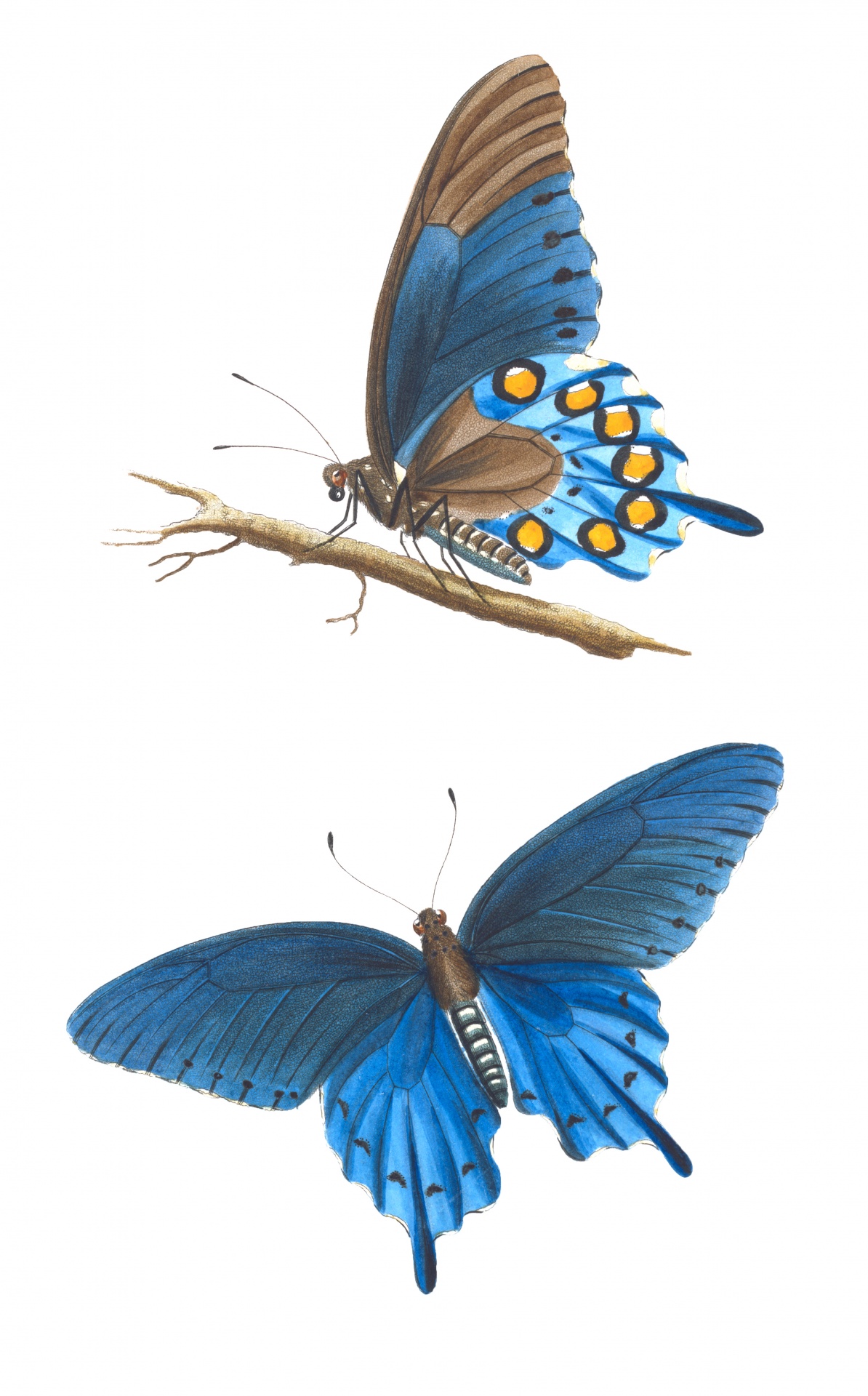 Vintage paintings of two beautiful blue butterflies on white background