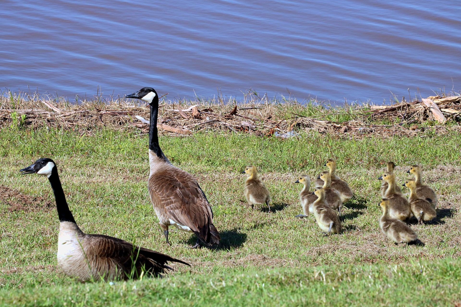 Canada Geese And Goslings On Shore