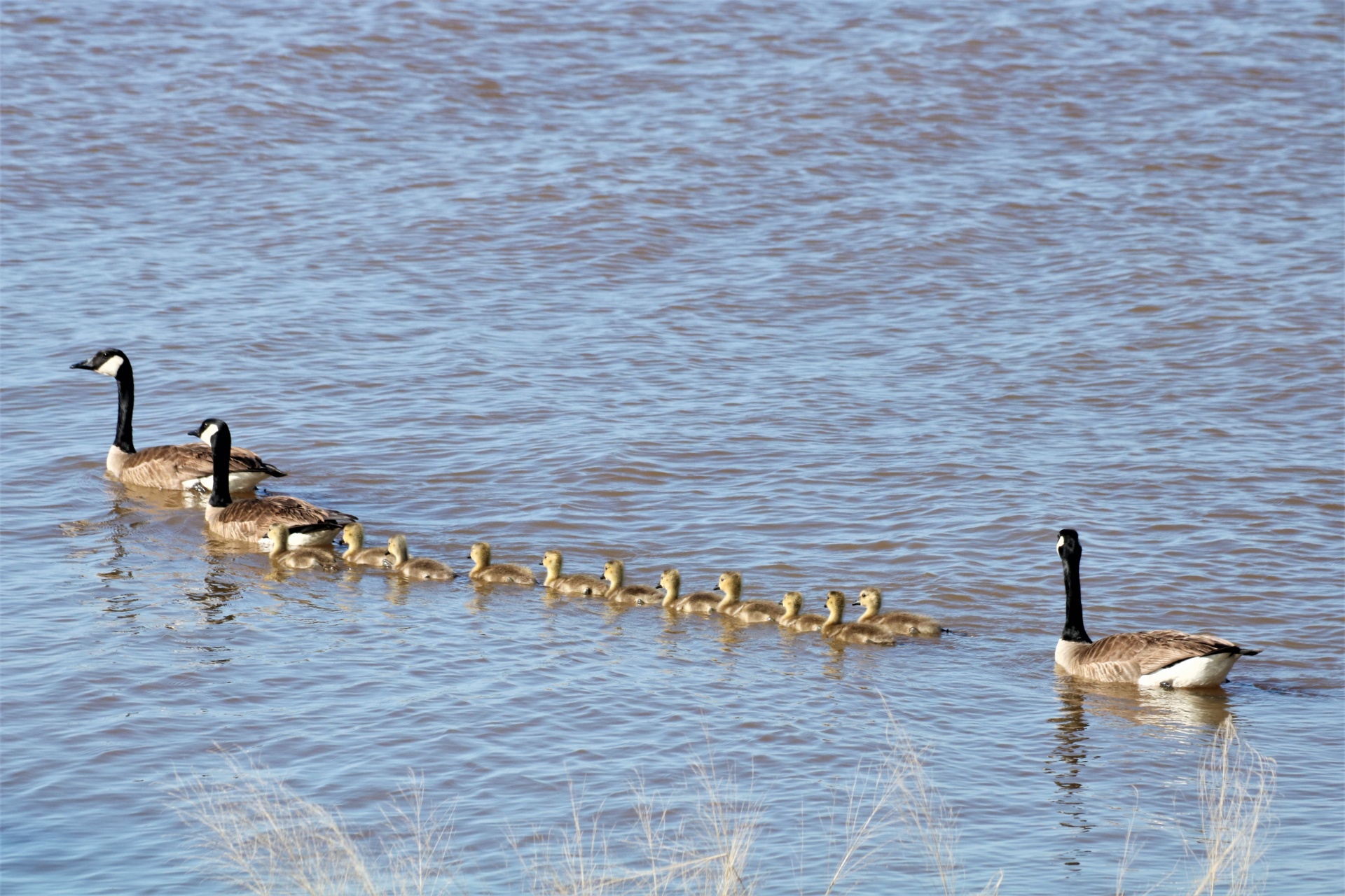 Canada Geese And Goslings Swimming