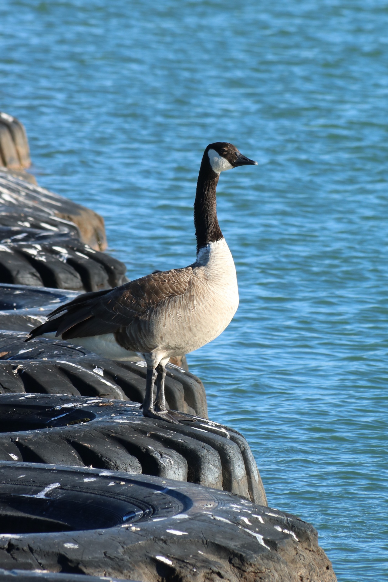 Canada Goose On Tires In Lake