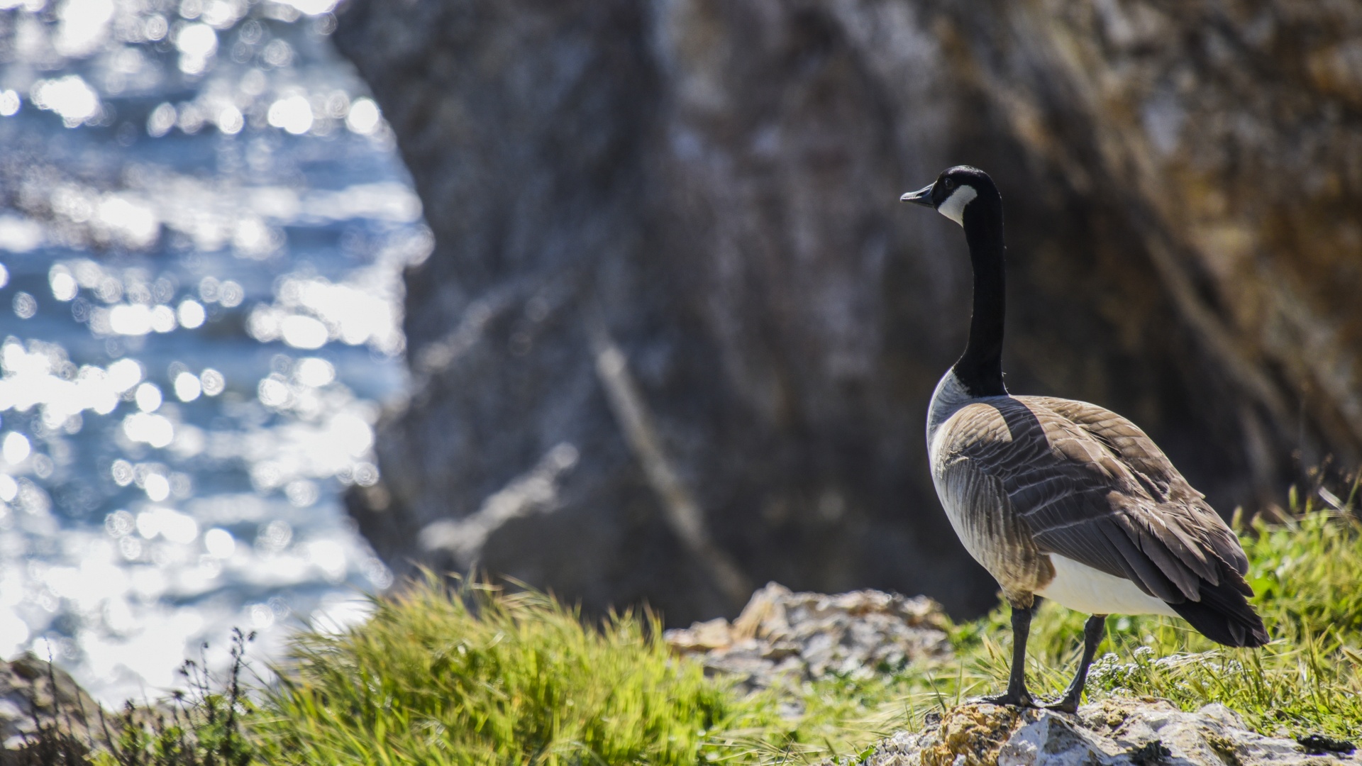 Canada Goose Overllooking Sea