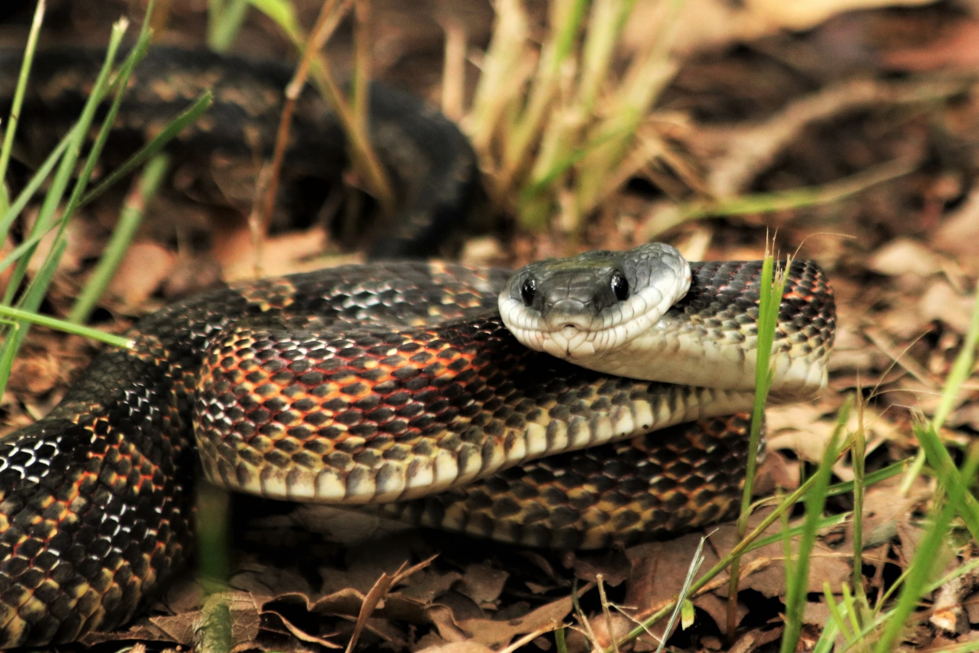 Chicken Snake Close-up 2