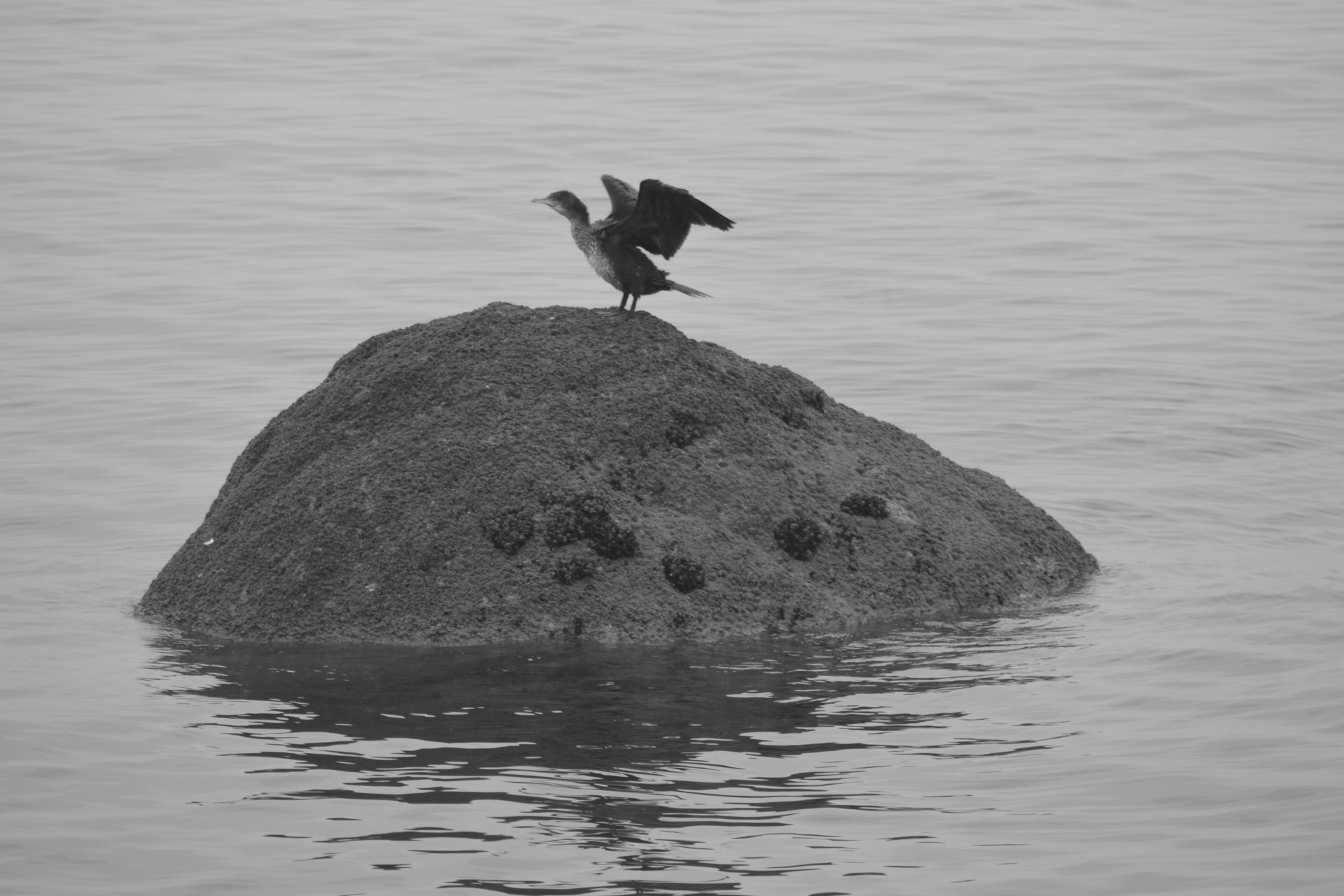 Cormorant Drying Its Wings