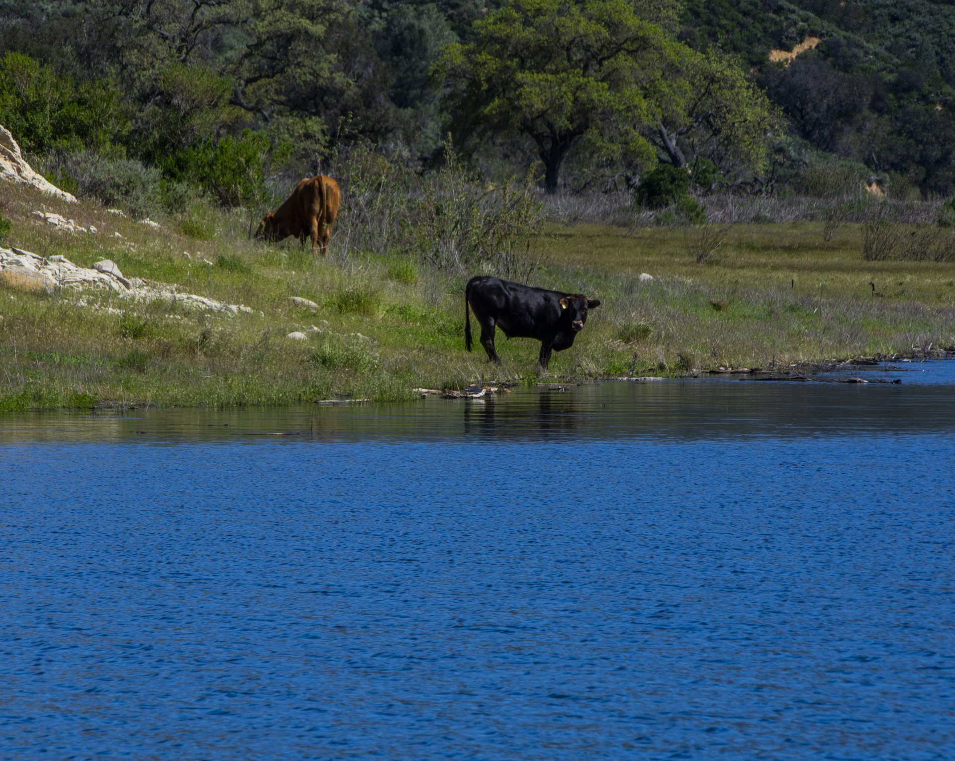 Cows At The Lake