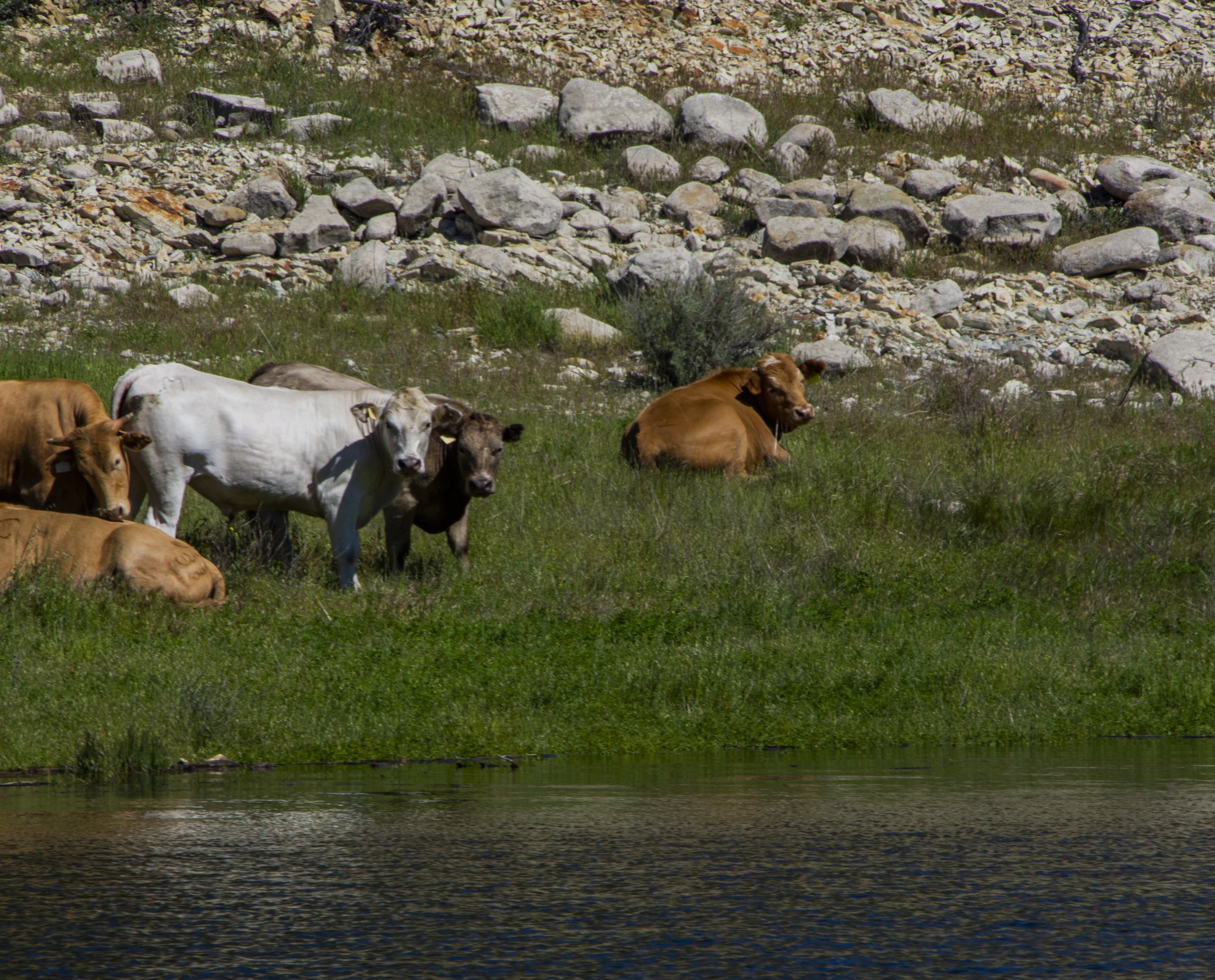 Cows By The Lake