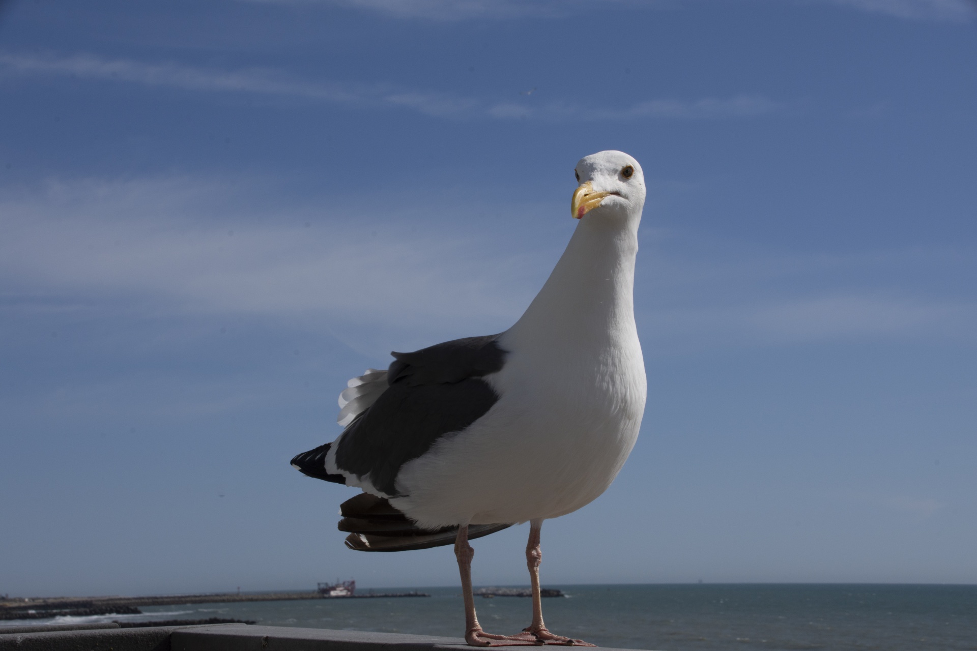 Curious Seagull