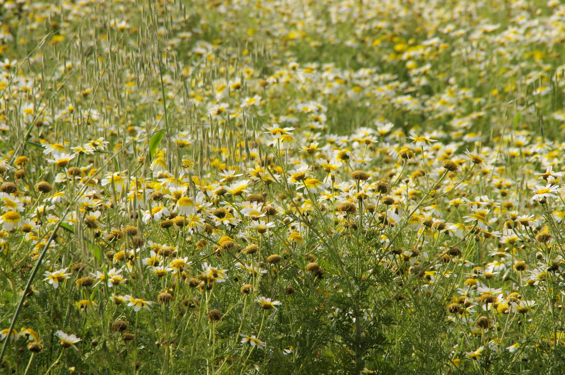 Daisies In Large Field