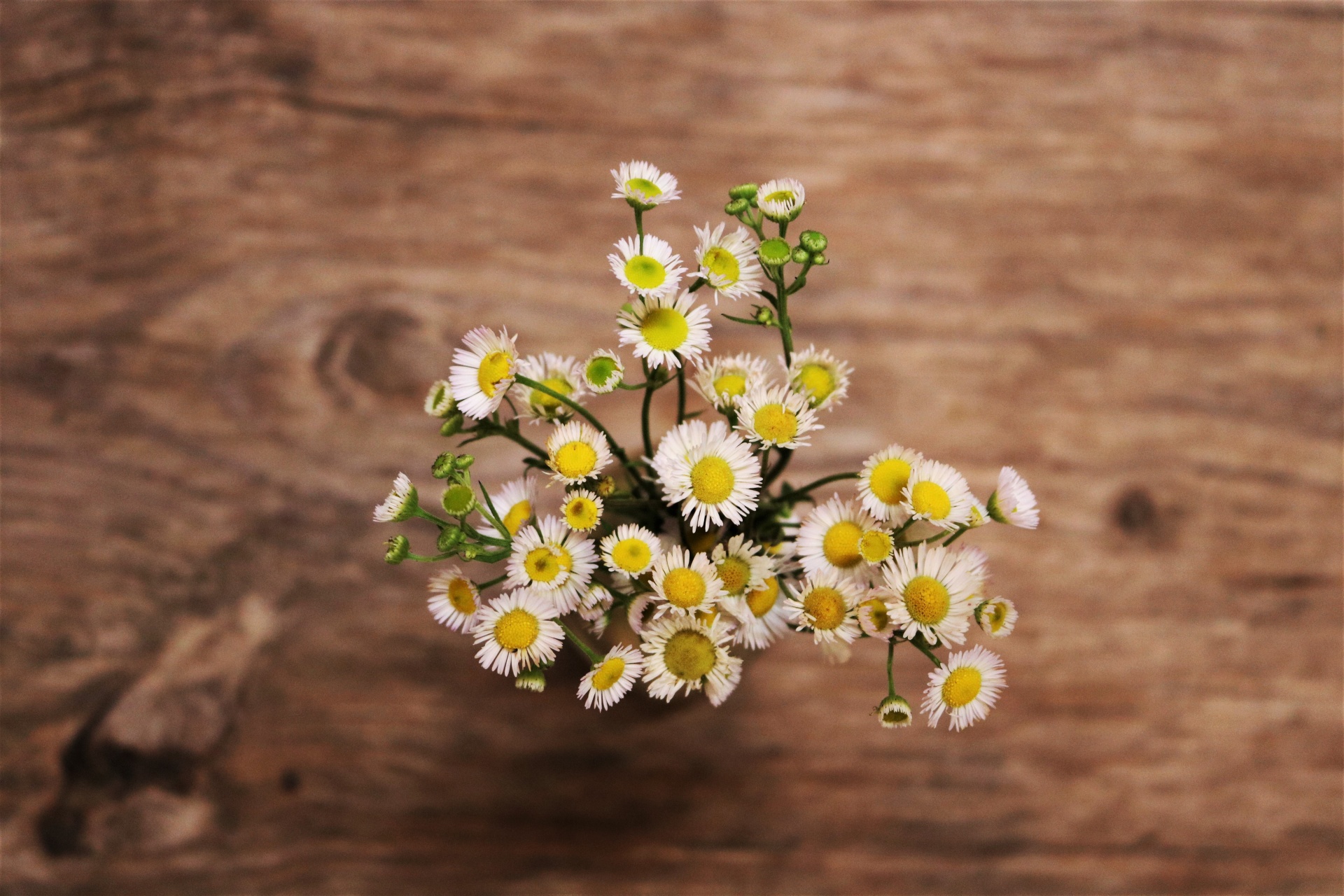 Daisy Fleabane Wildflowers Close-up