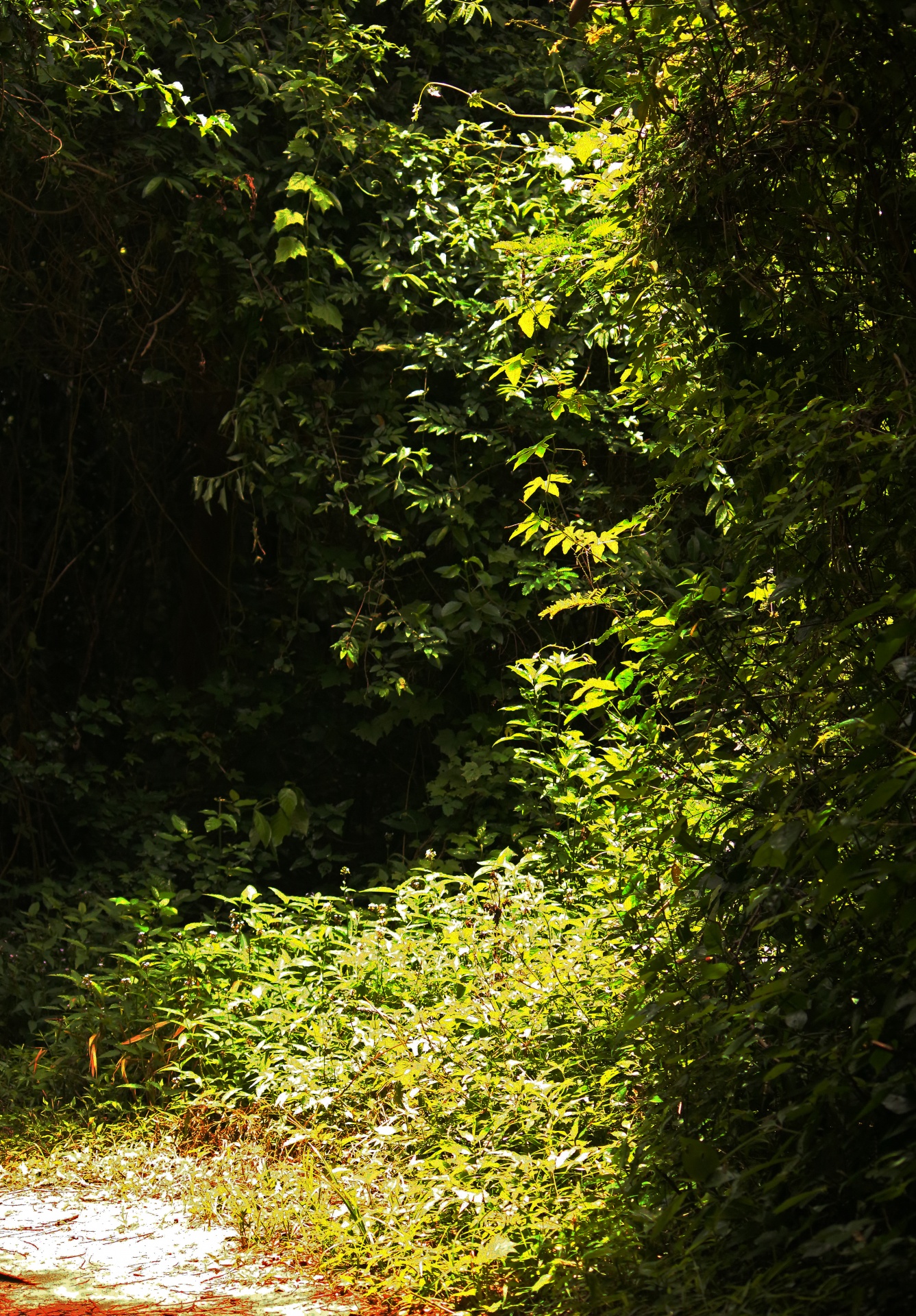 light on dense growth in hawaan forest