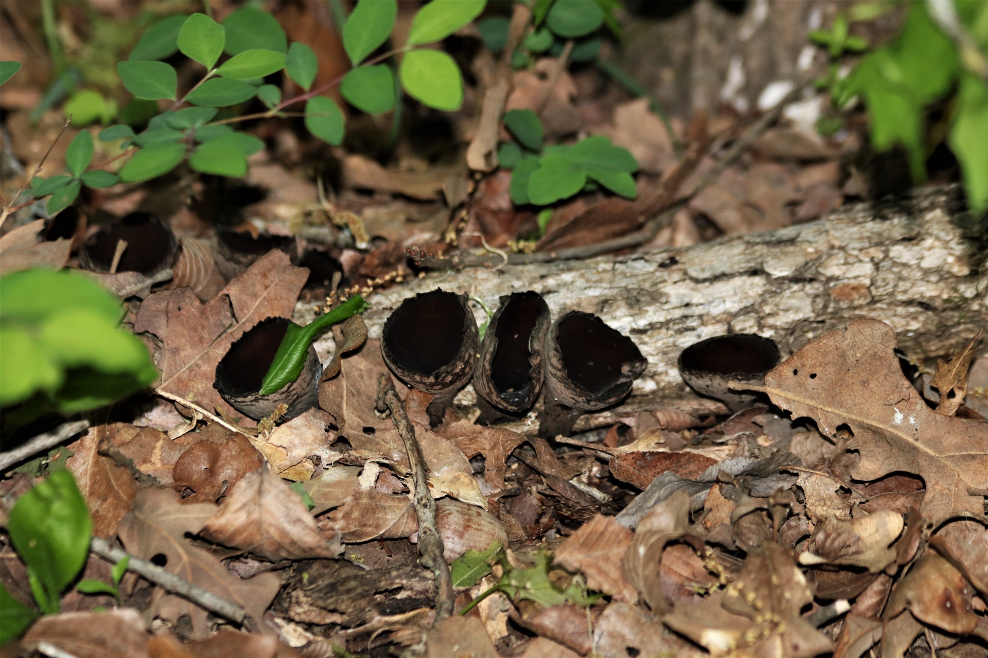 Devil's Urn Fungus In Leaves