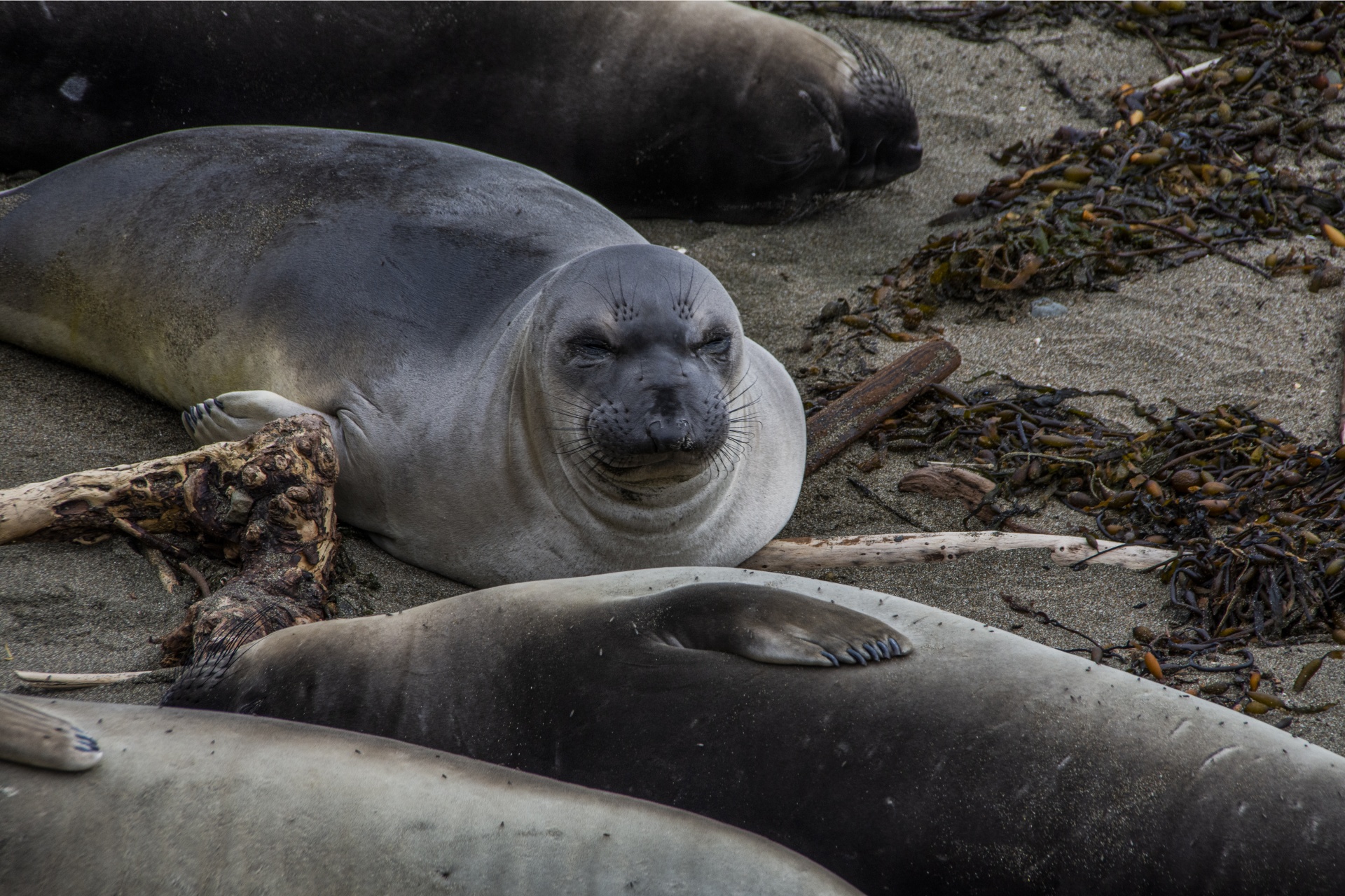 face of an elephant seal