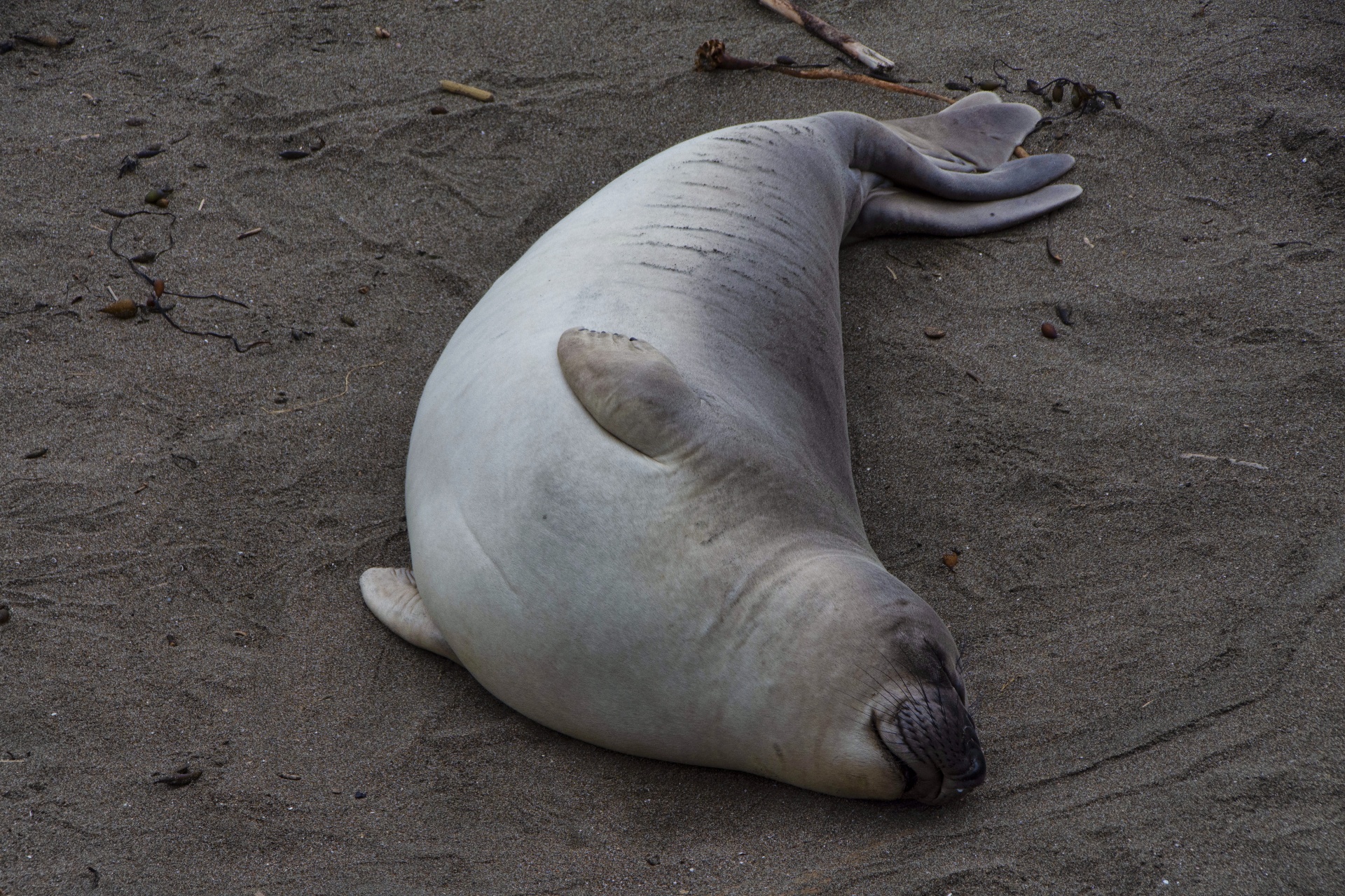 elephant seal sleeping