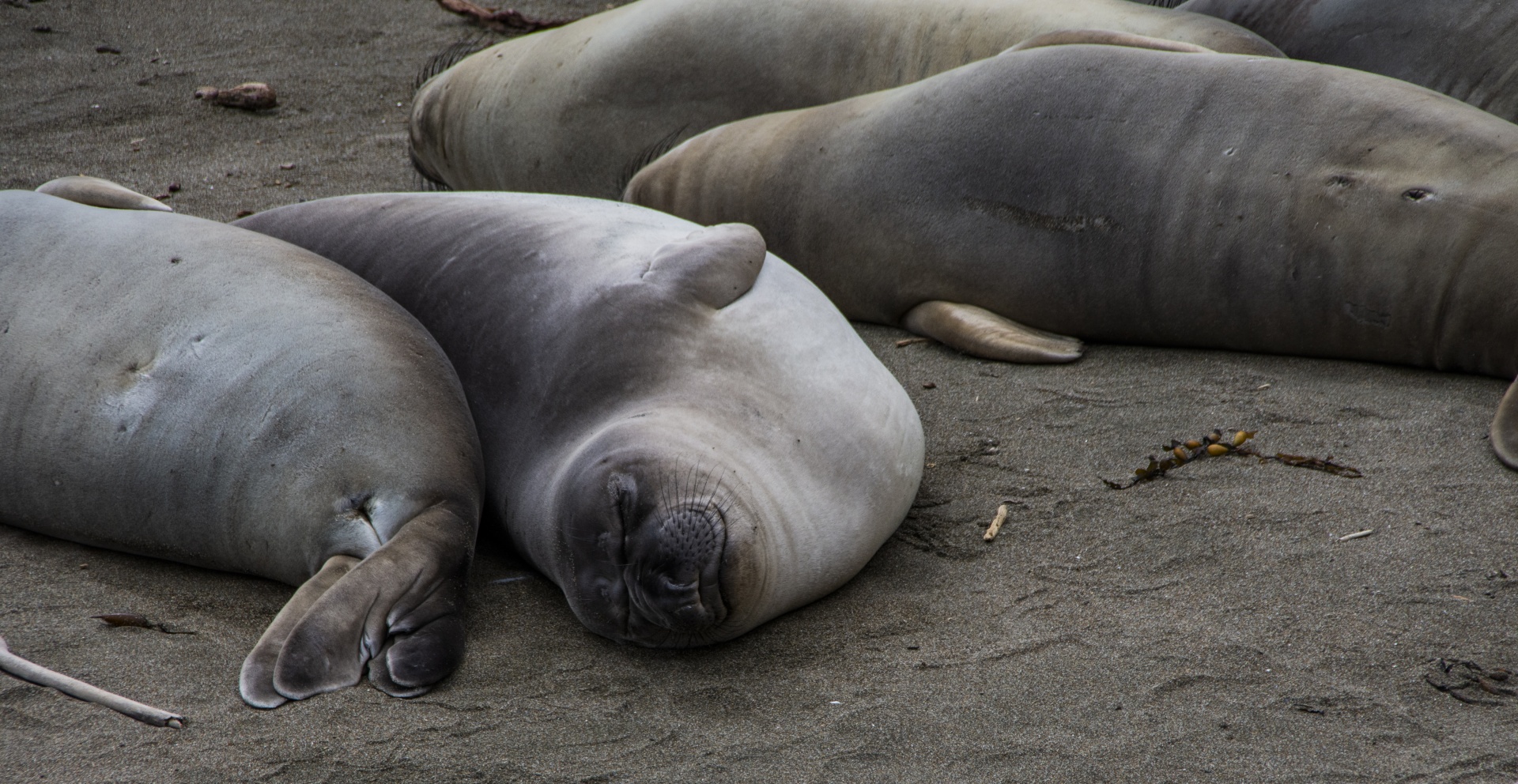 elephant seals sleeping on shore