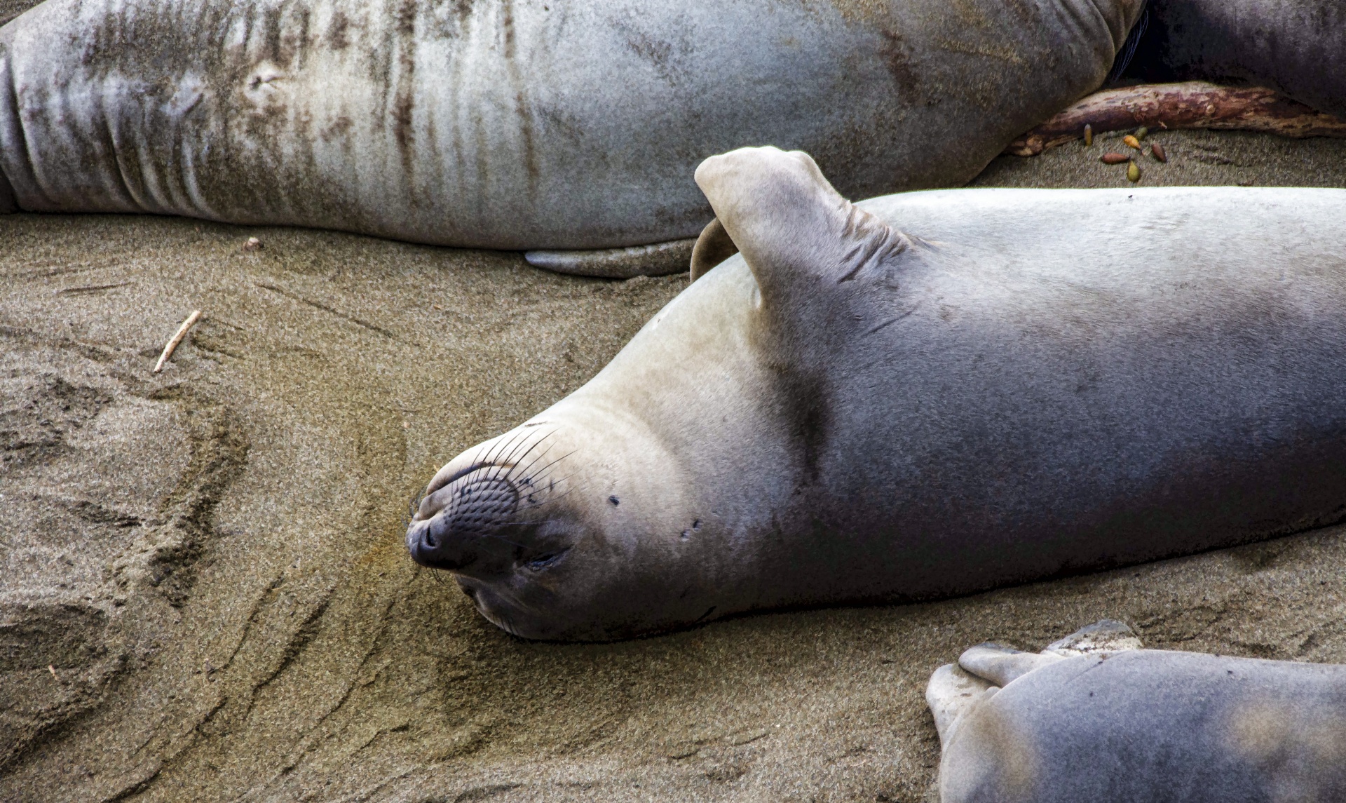 elephant seals in rookery