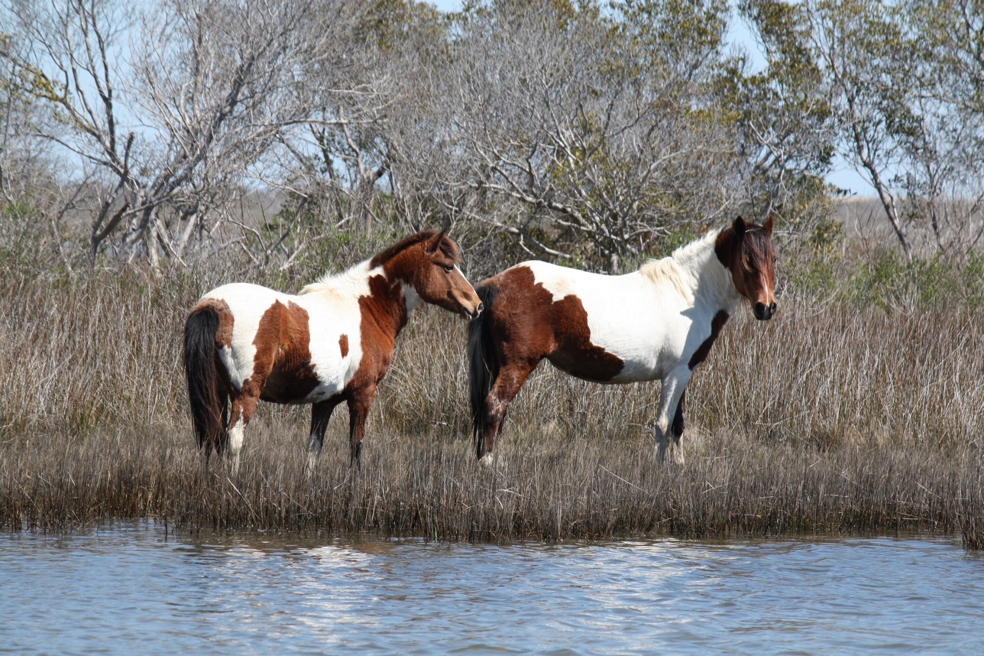 Assateague Island Horses