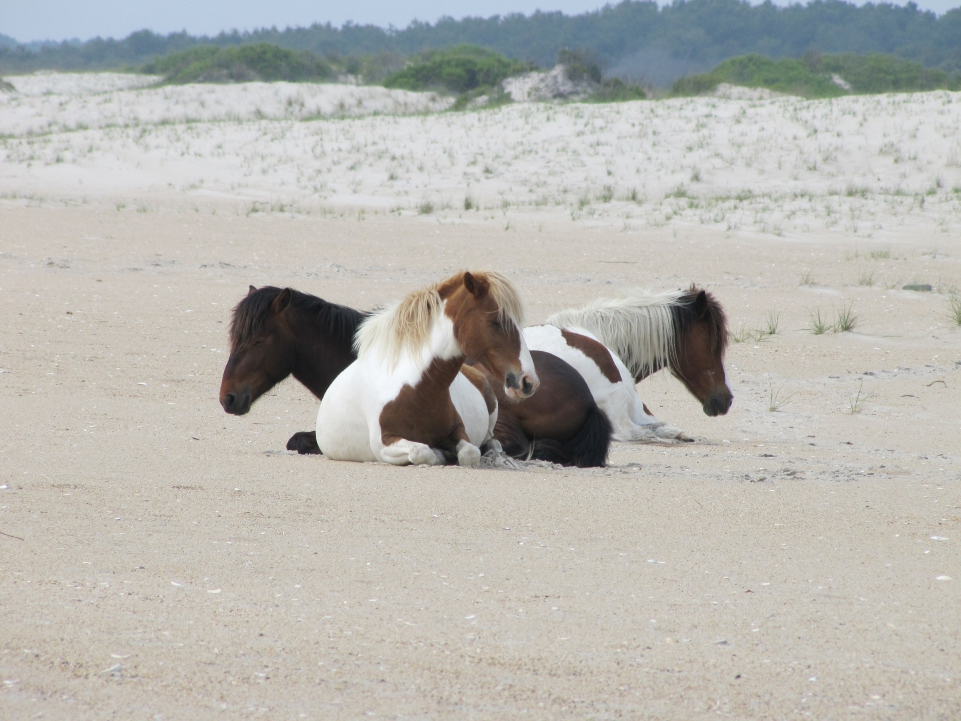 Wild Ponies Resting on the Beach