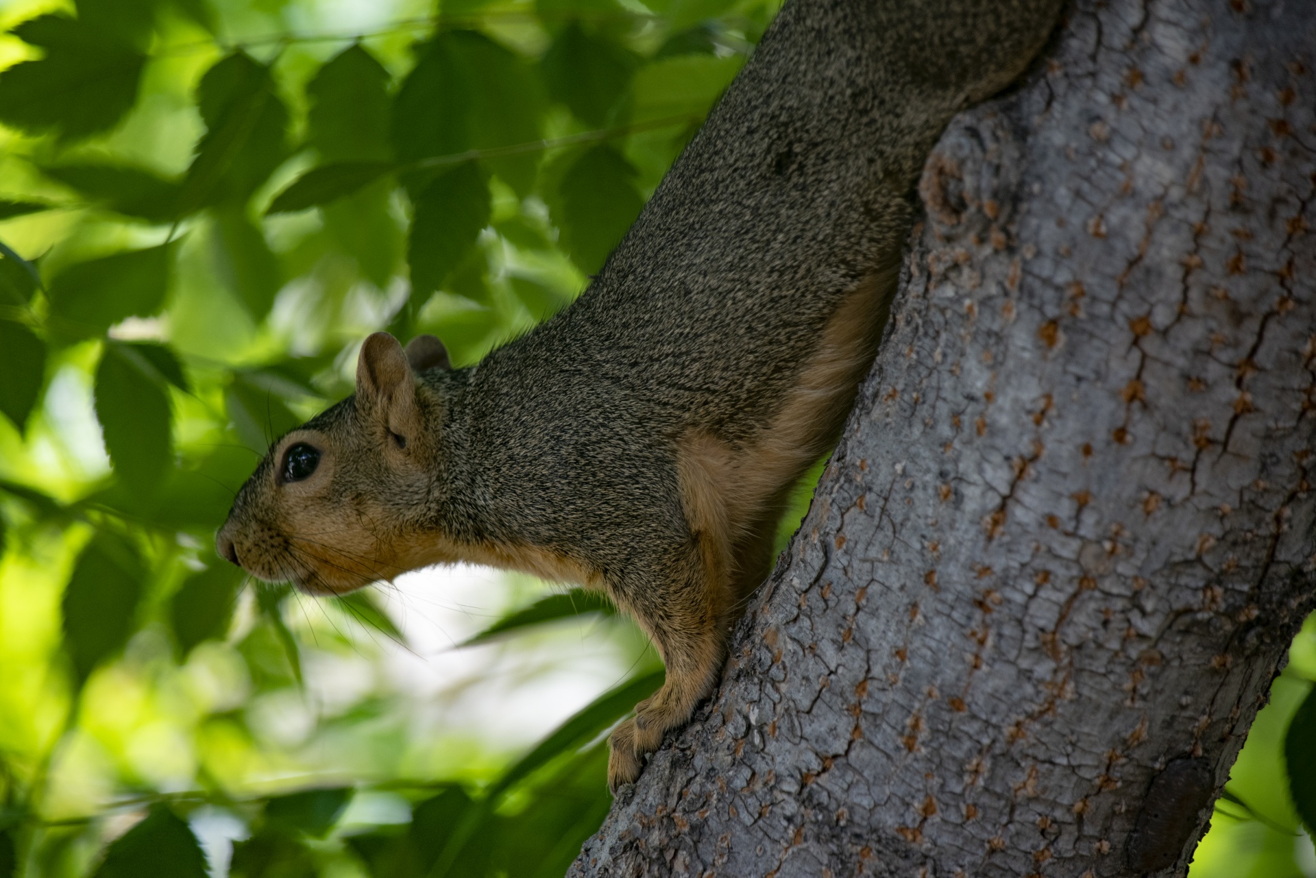 Fox Squirrel Climbing A Tree