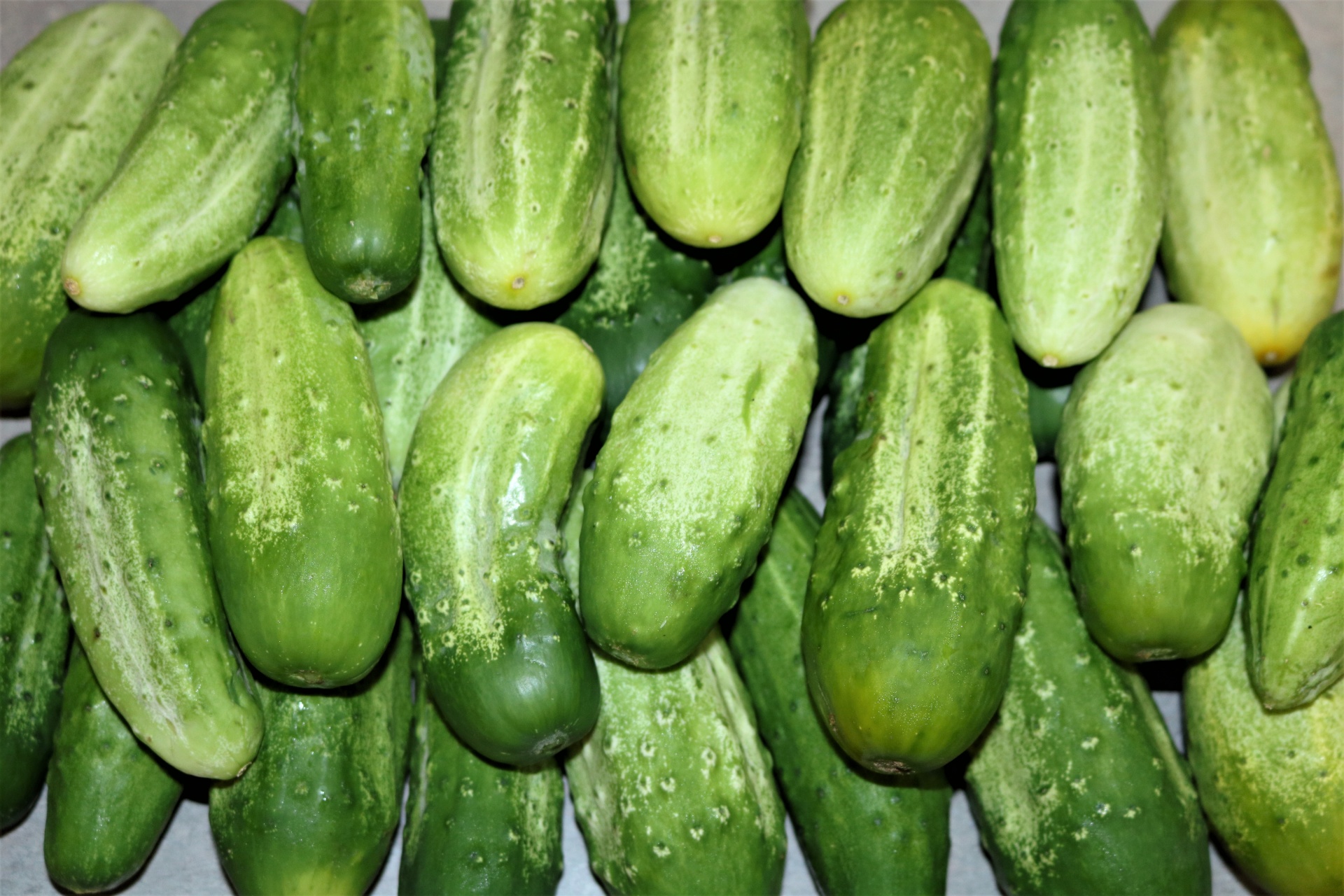 Freshly Picked Cucumbers On Table
