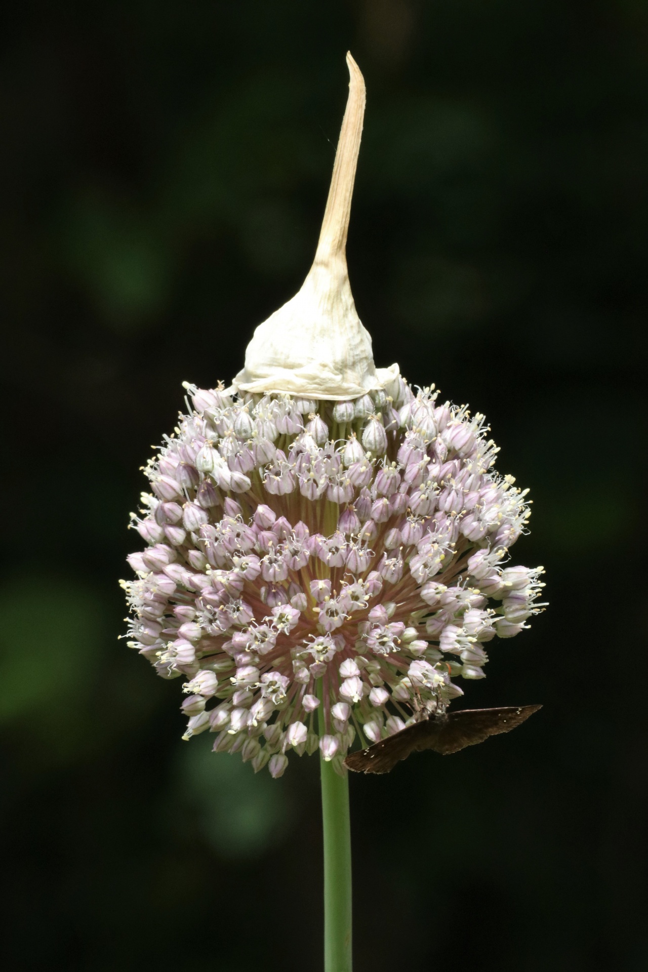 Close-up of a garlic bloom with the died seed covering sitting on top like a cap and a butterfly beneath it, on a dark green background.ck background.