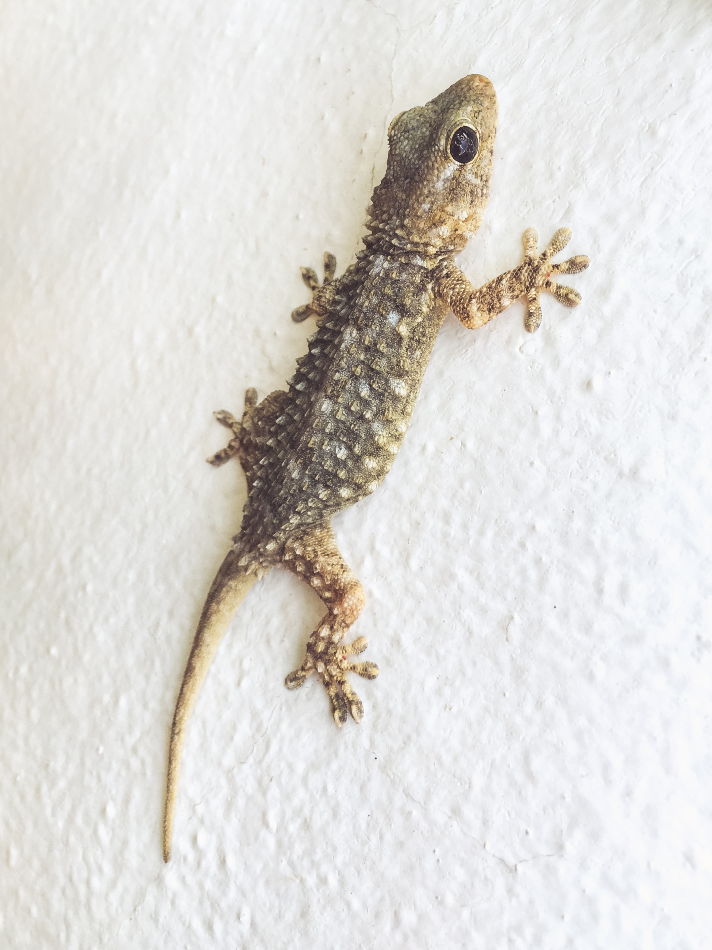 Gecko On A Wall