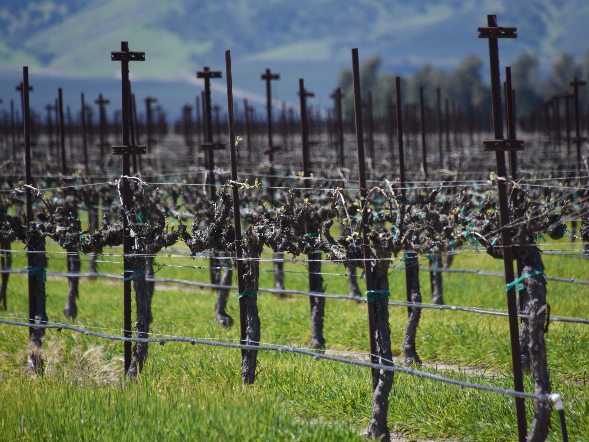 Grape Vineyards Of Sonoma County