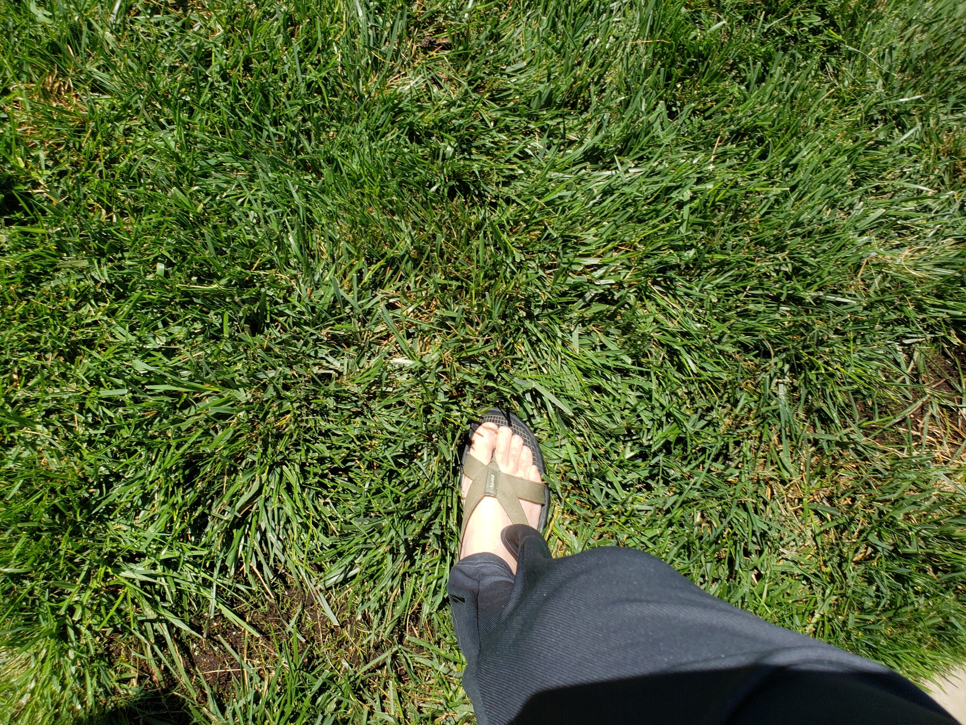 Grass Grass Walk