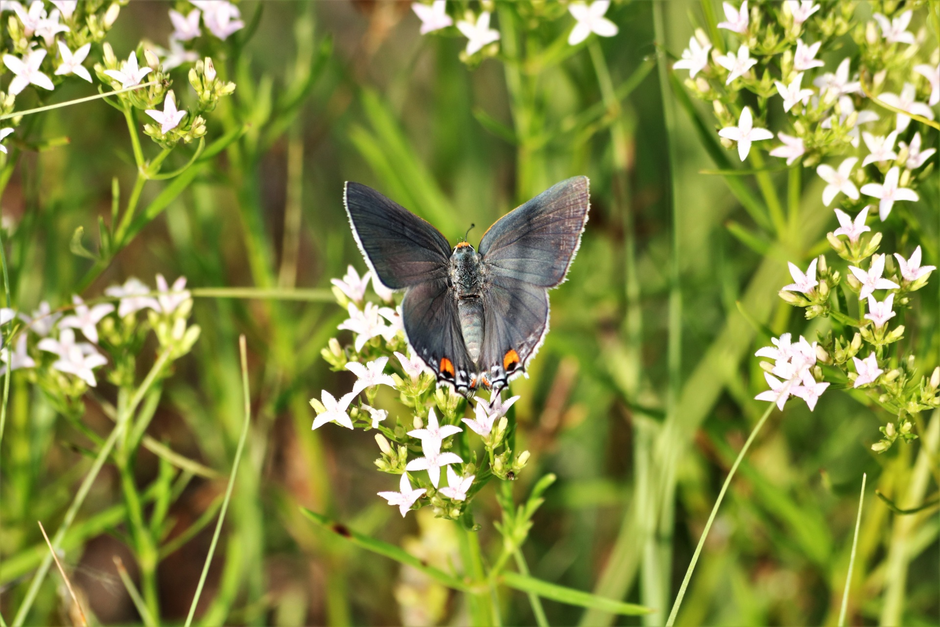 Close-up of a gray hairstreak butterfly with wings spread, on white wildflowers in an Oklahoma country field.