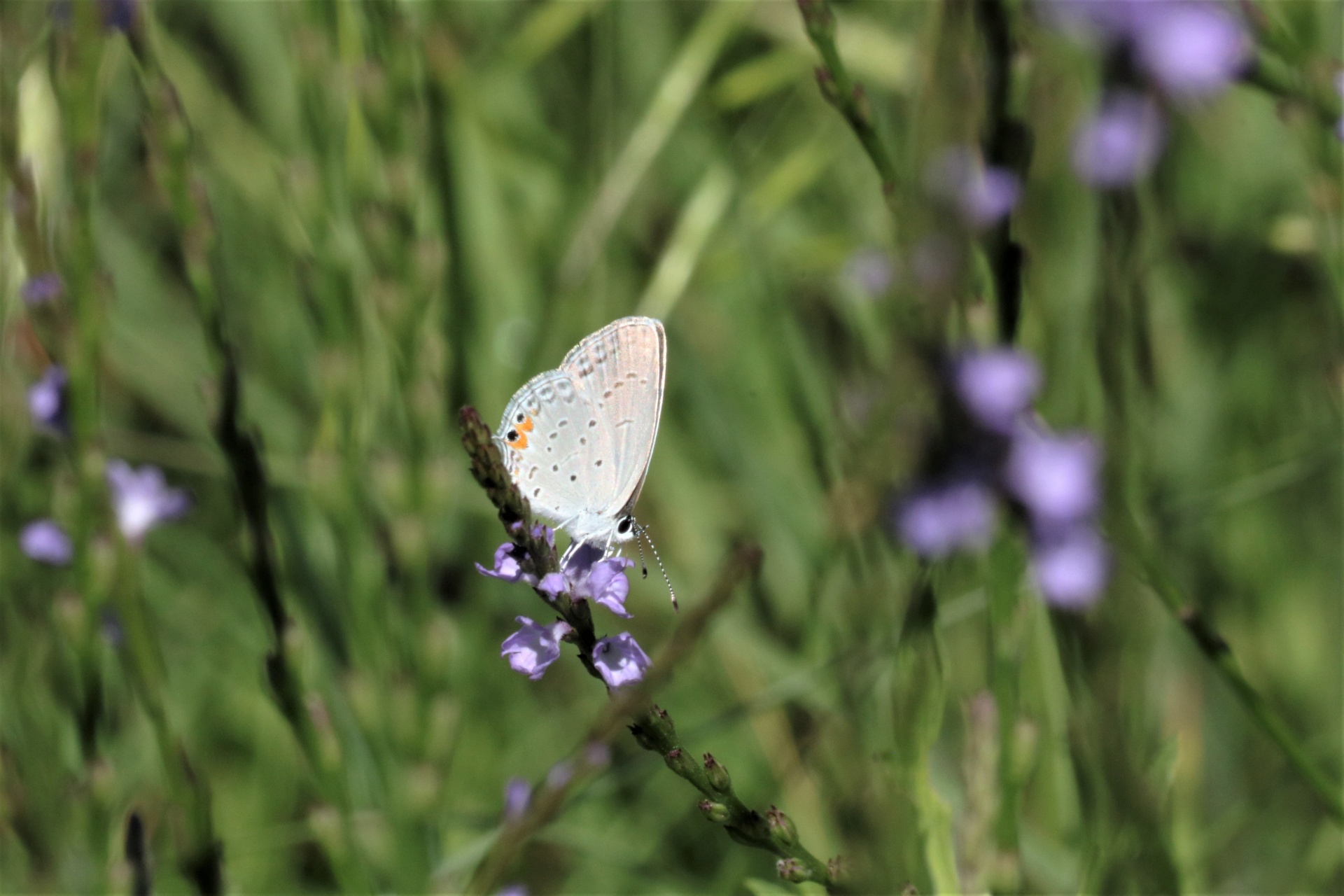 Ventral view of a gray hairstreak butterfly with tiny blue wildflowers on a blurred green background.