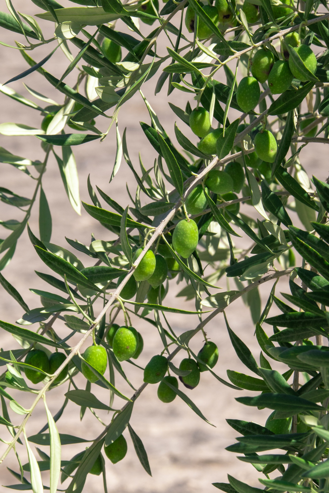 Growing Olives Free Stock Photo Public Domain Pictures