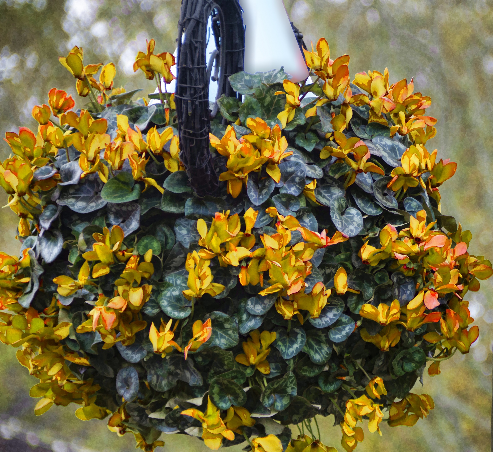 yellow flowers in hanging basket