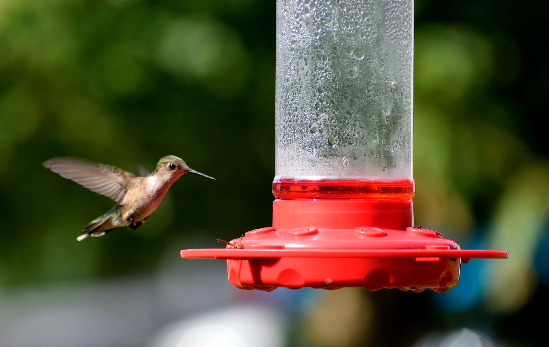 Hummingbird Feeding Free Stock Photo - Public Domain Pictures