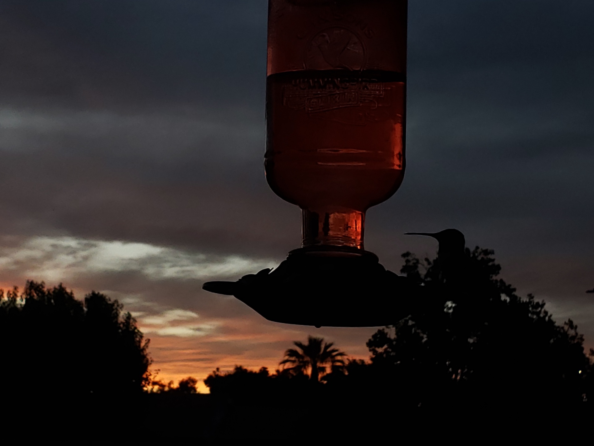 Hummingbird feeds in the early evening