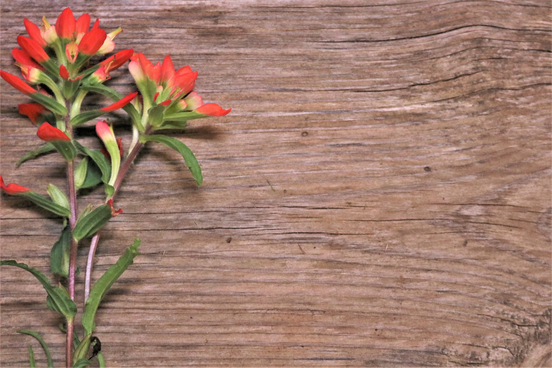 Two Indian paintbrush wildflowers framing the left side of a wood plank creating a rustic spring background with room for text.