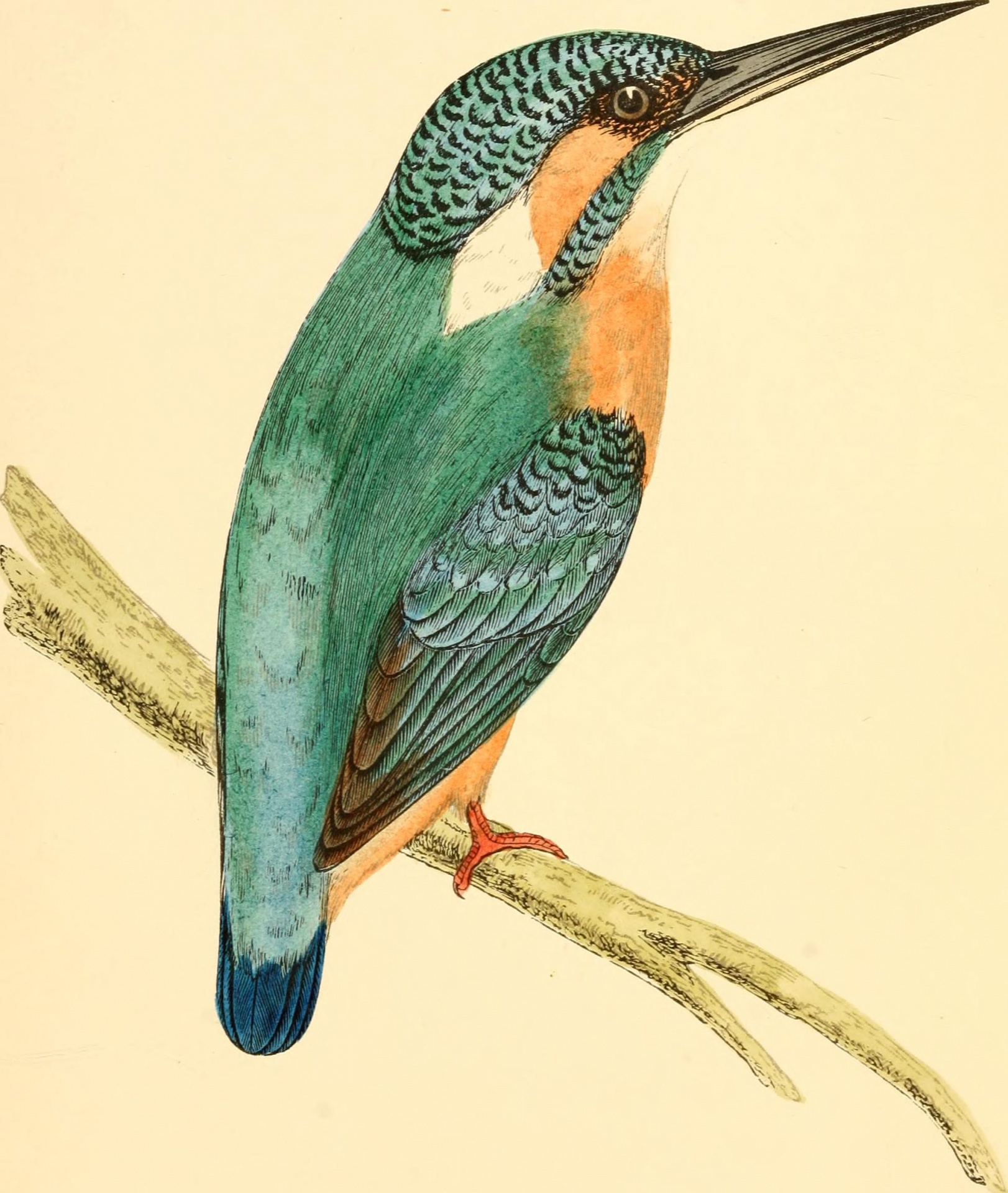 Kingfisher Alcedinidae Year 1862 Artist Unknown Public Domain
