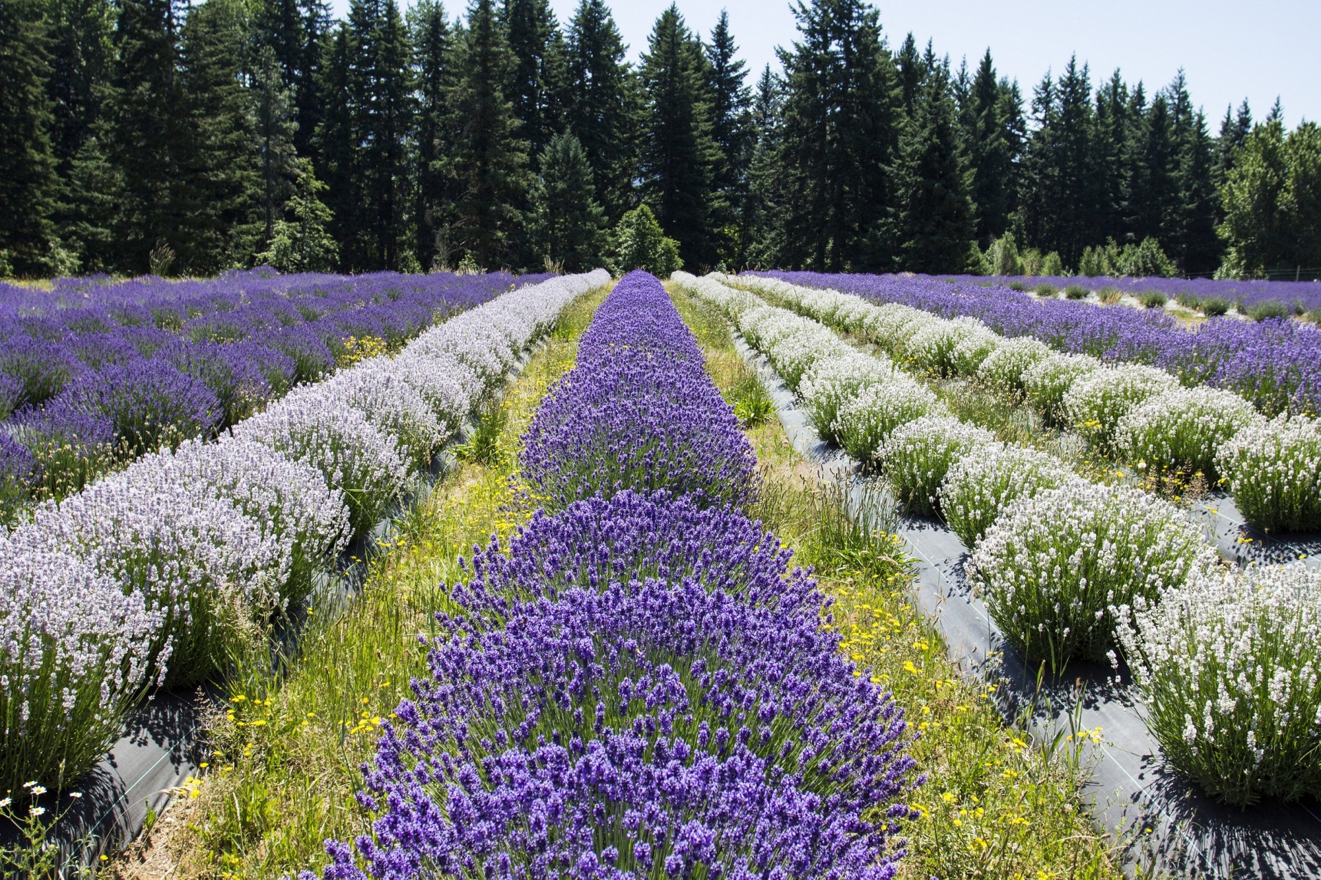 Portrait of a Lavender Field