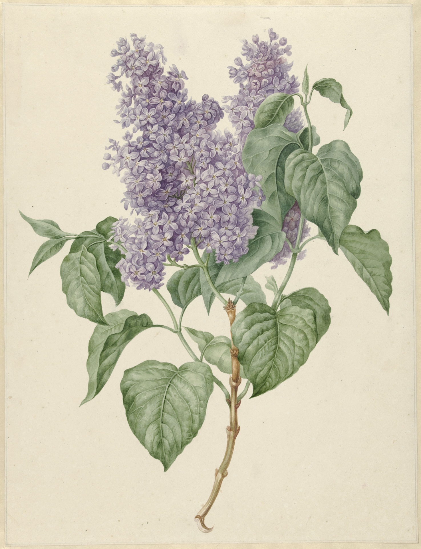 Lilac Syringa Vulgaris
