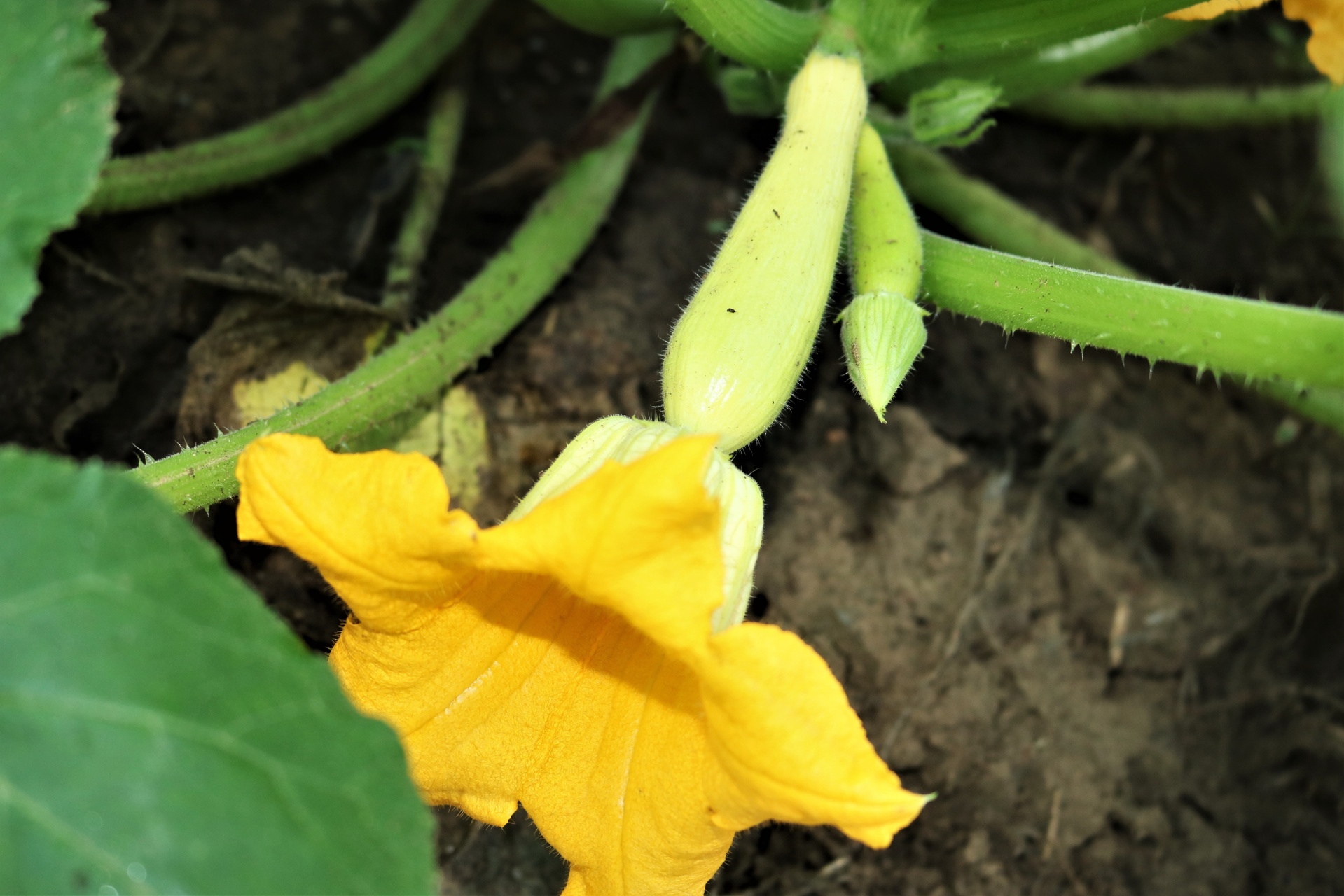 Little Yellow Squash And Bloom