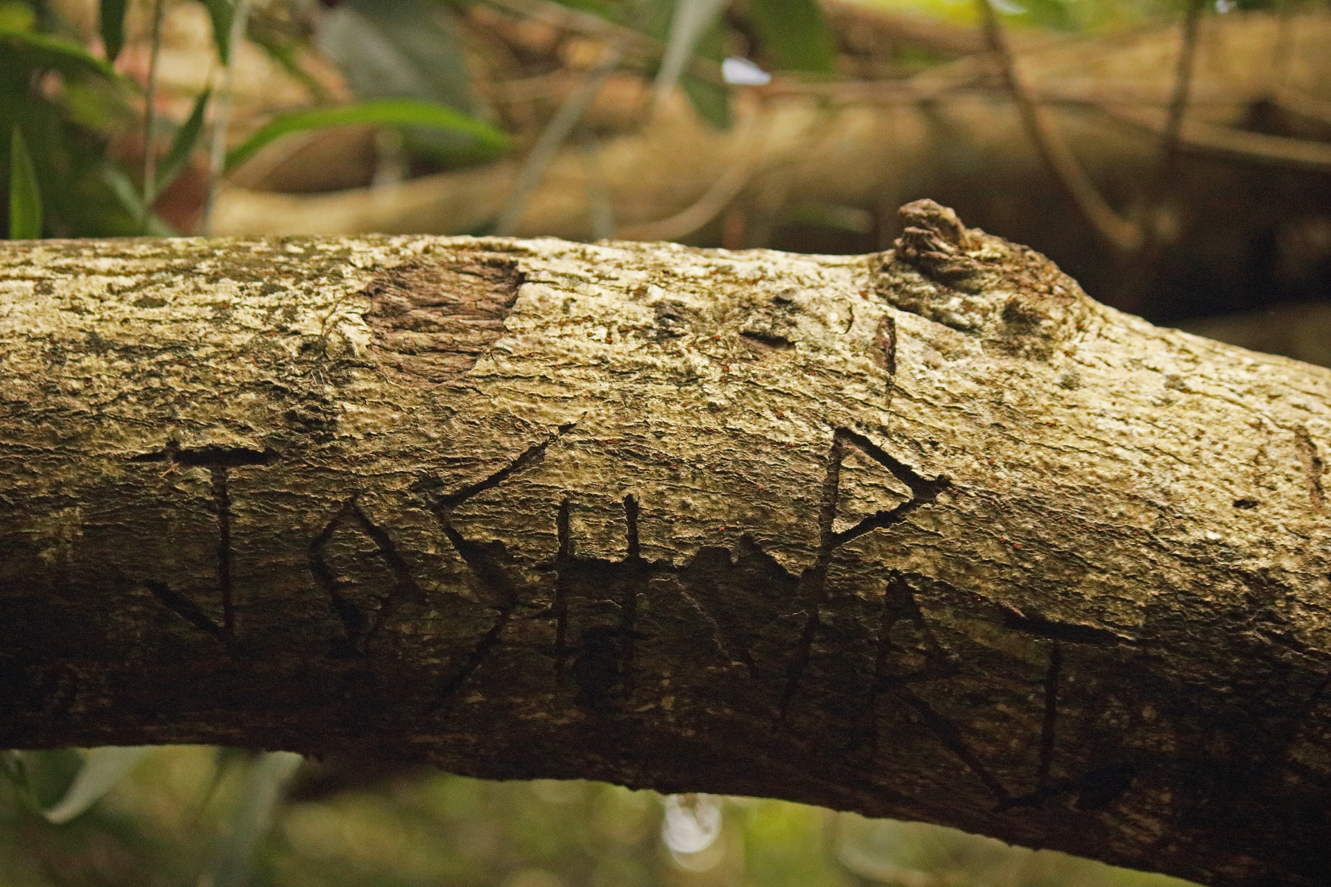 love message etched on thick branch