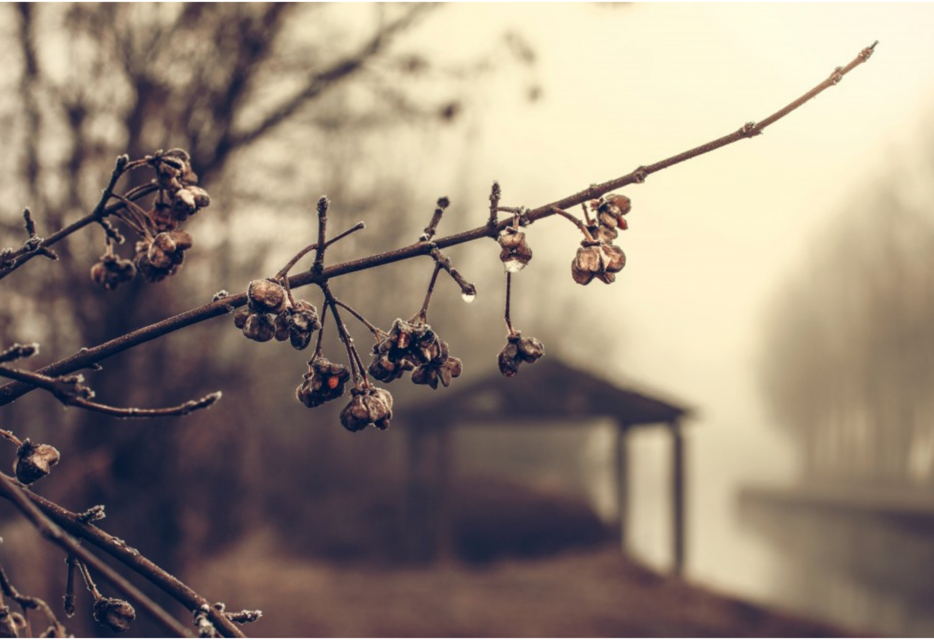 Water drops on buds dangling from branches on a rainy and foggy day