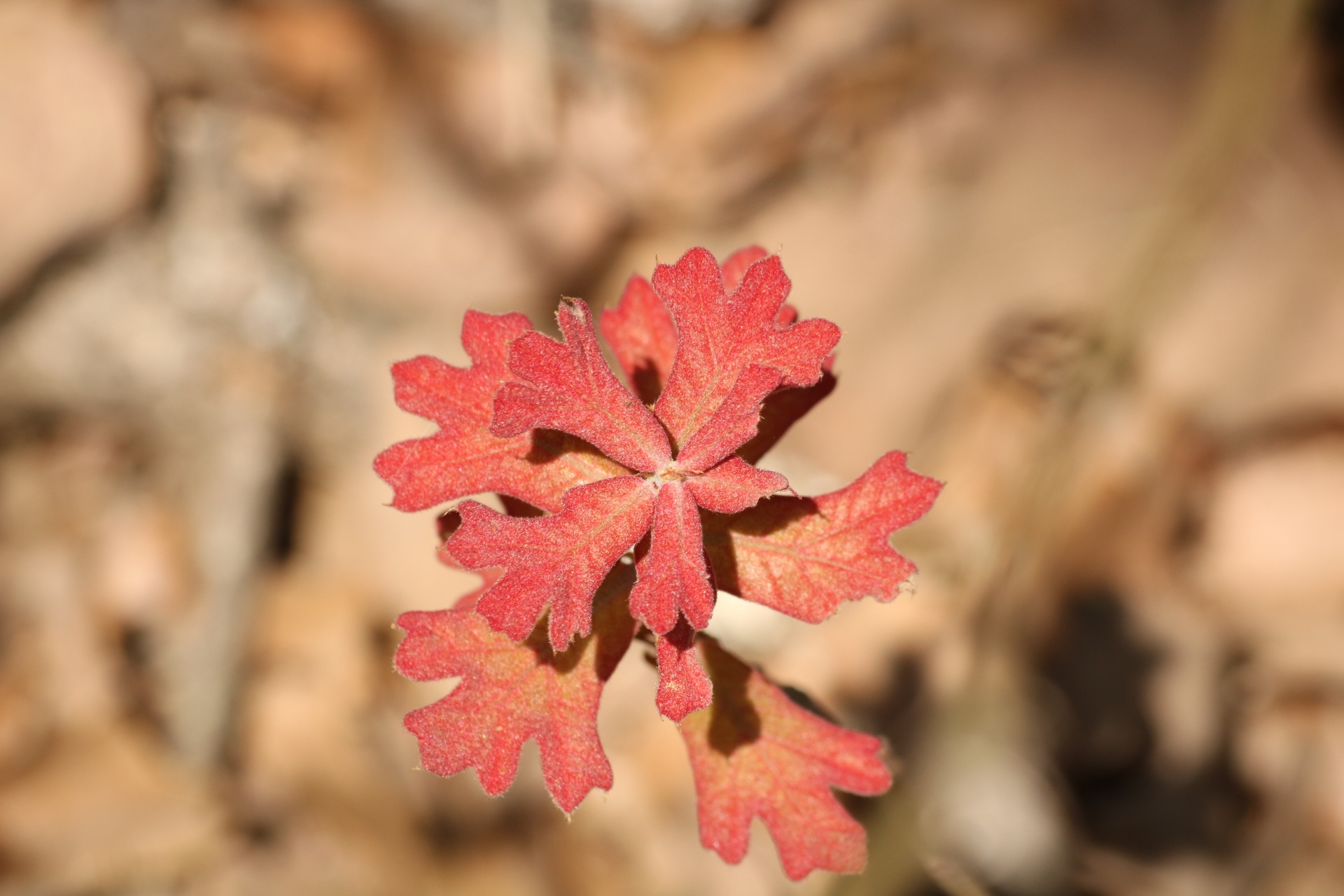 Close-up of new blackjack oak leaves in spring.