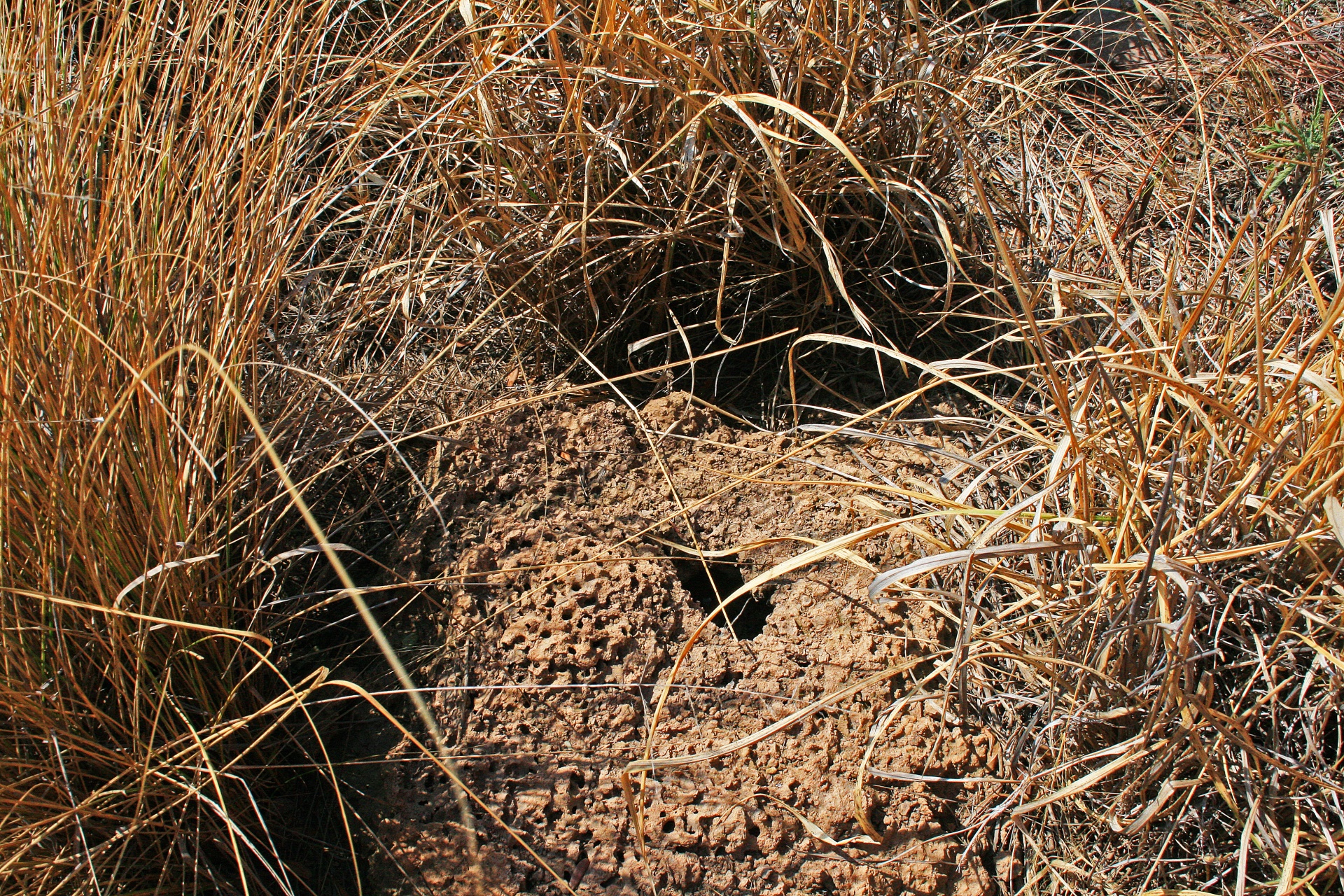 Old Damaged Ant Hill