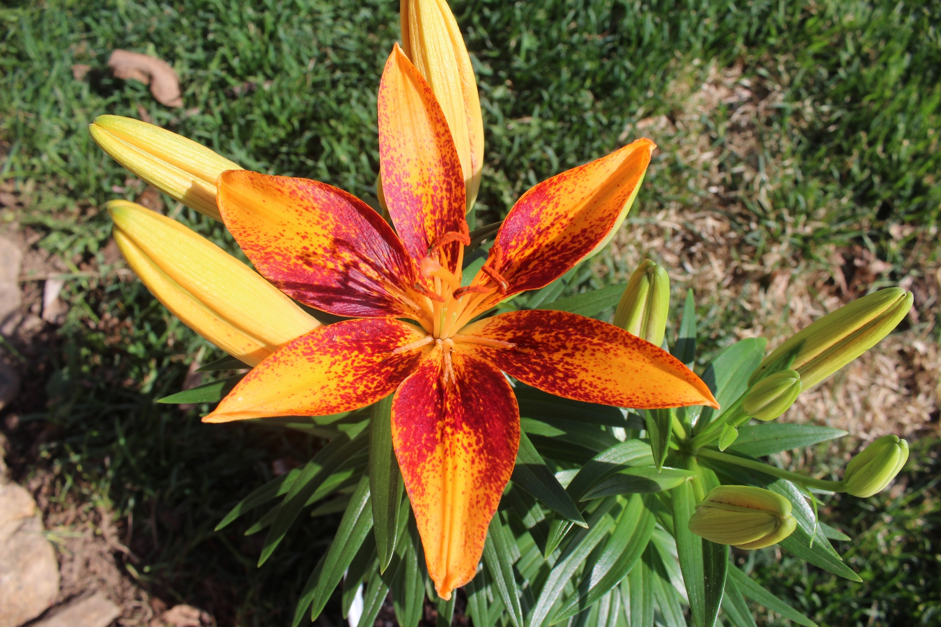 Orange Lily Flower Photo